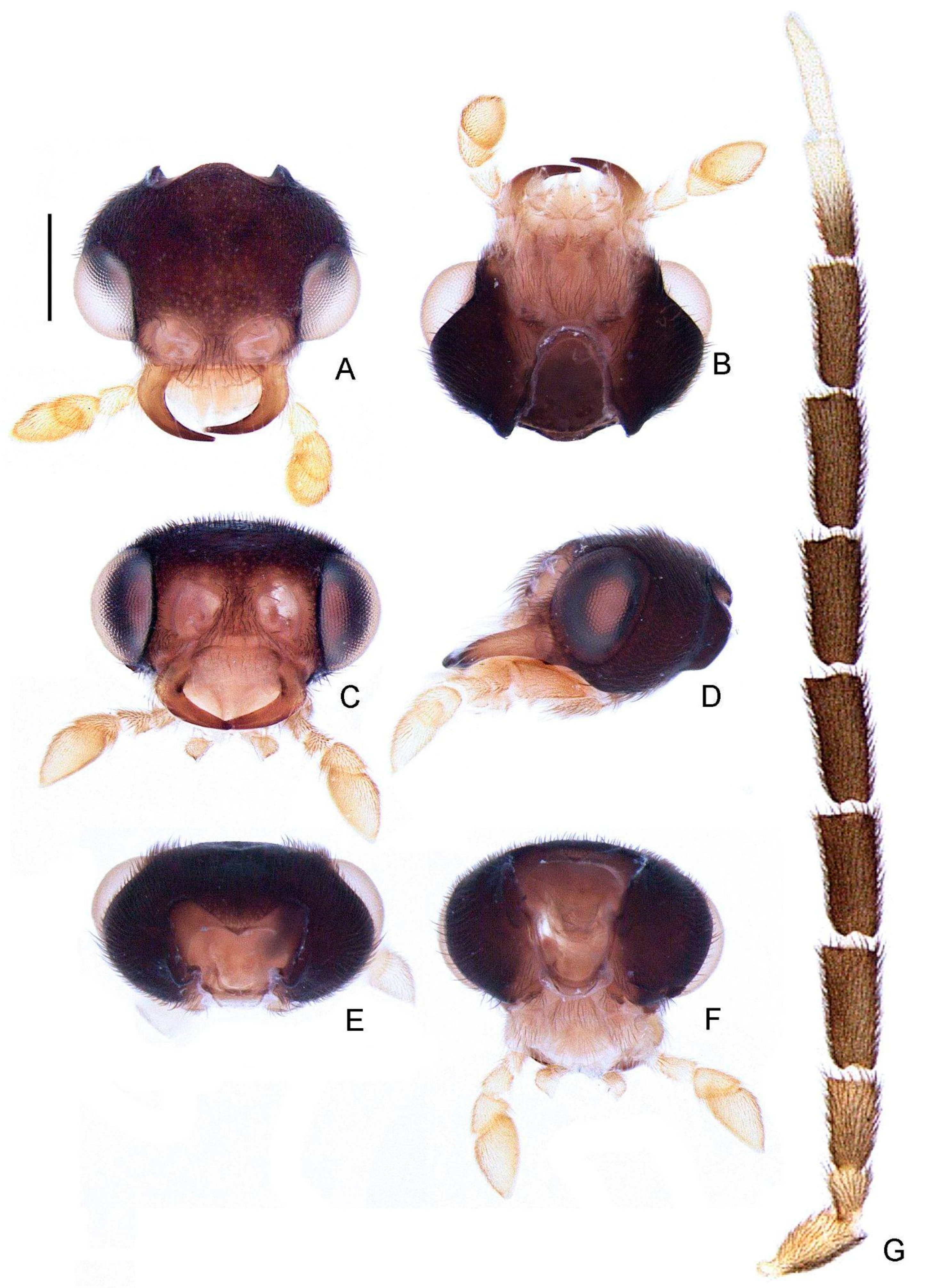 Insects 13 00058 g004 550