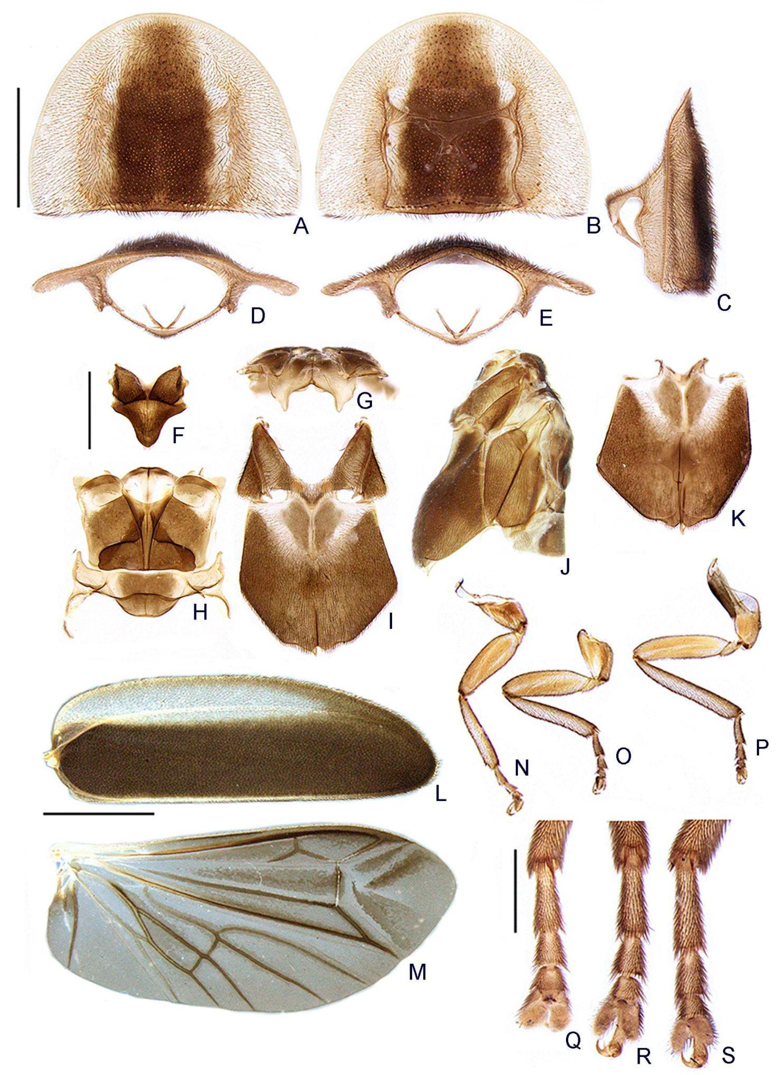 Insects 13 00058 g005 550