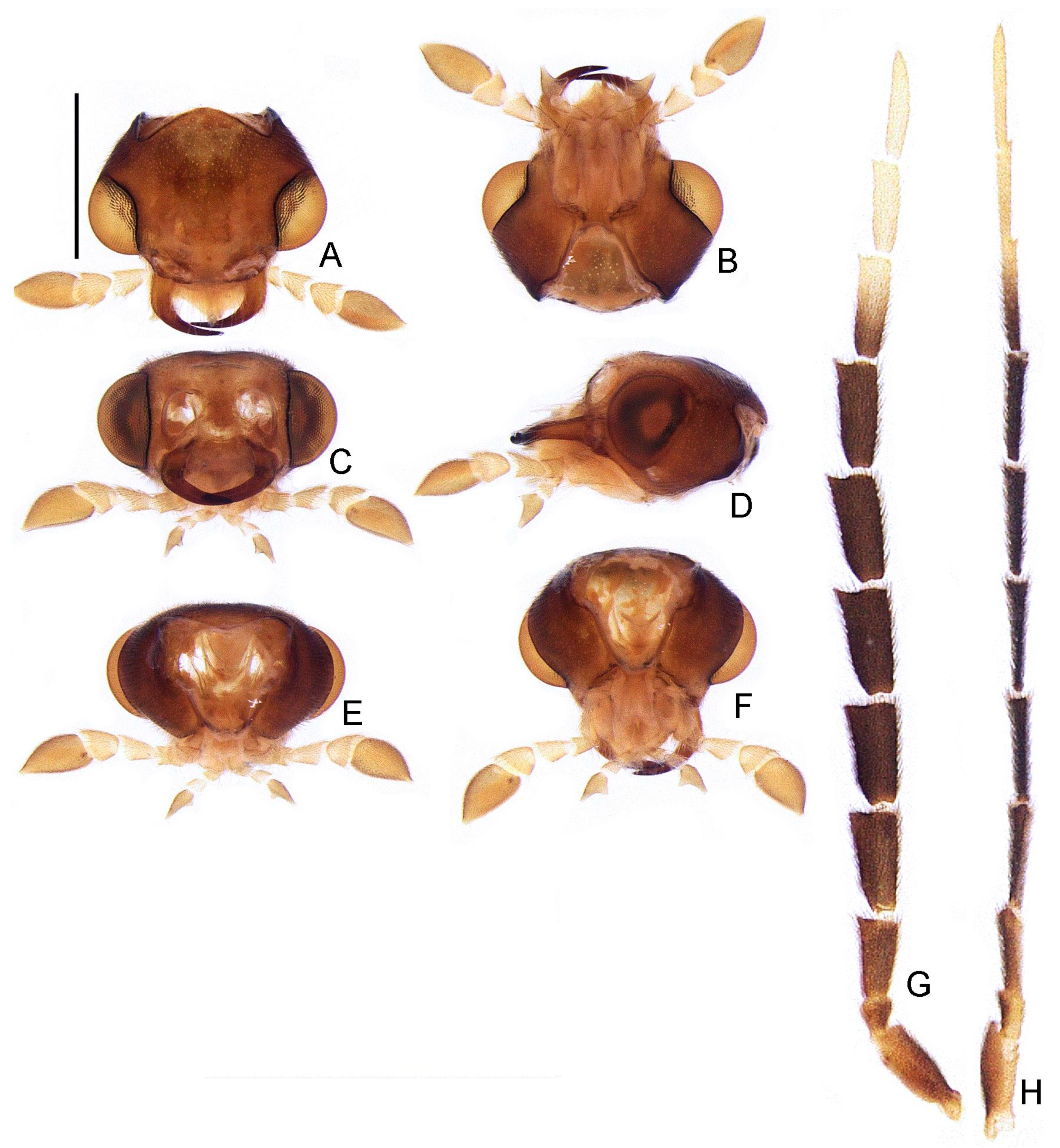 Insects 13 00058 g007 550