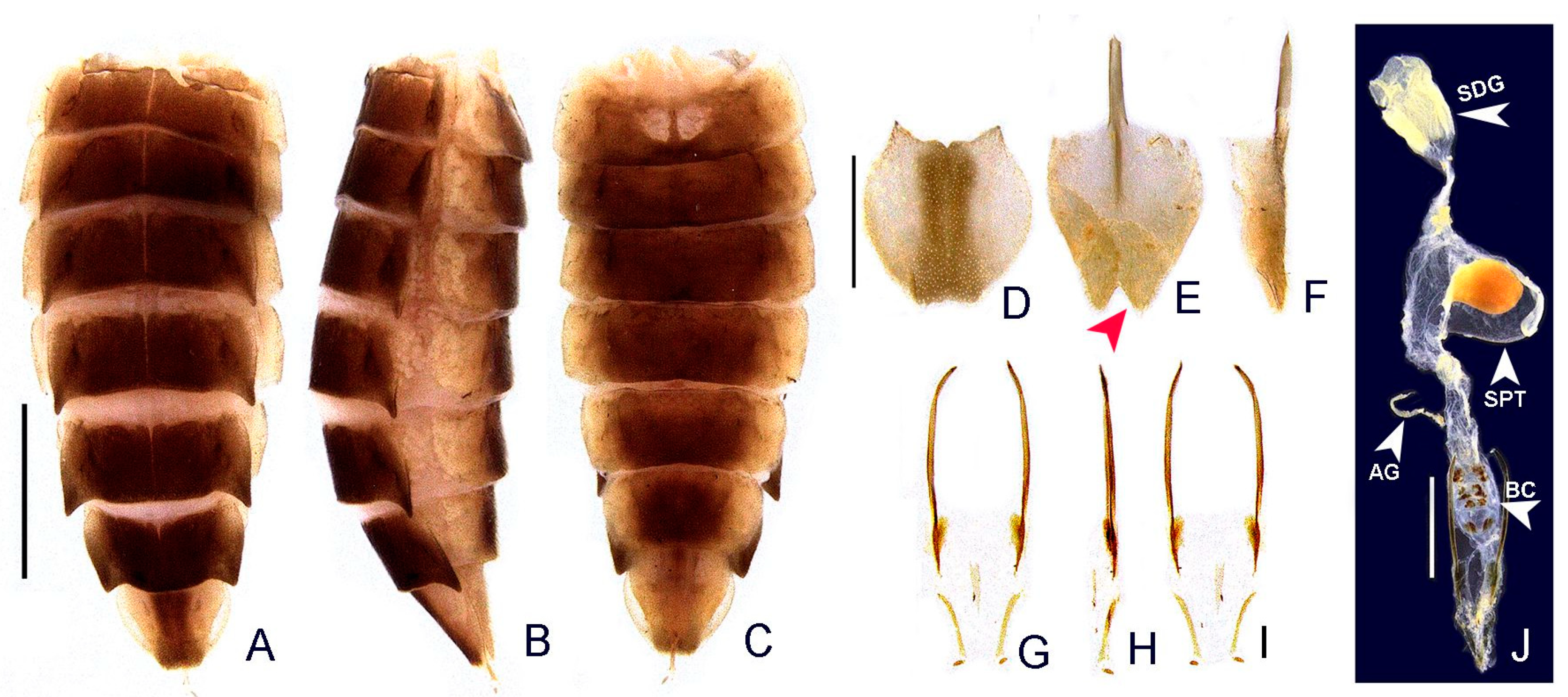 Insects 13 00058 g008 550