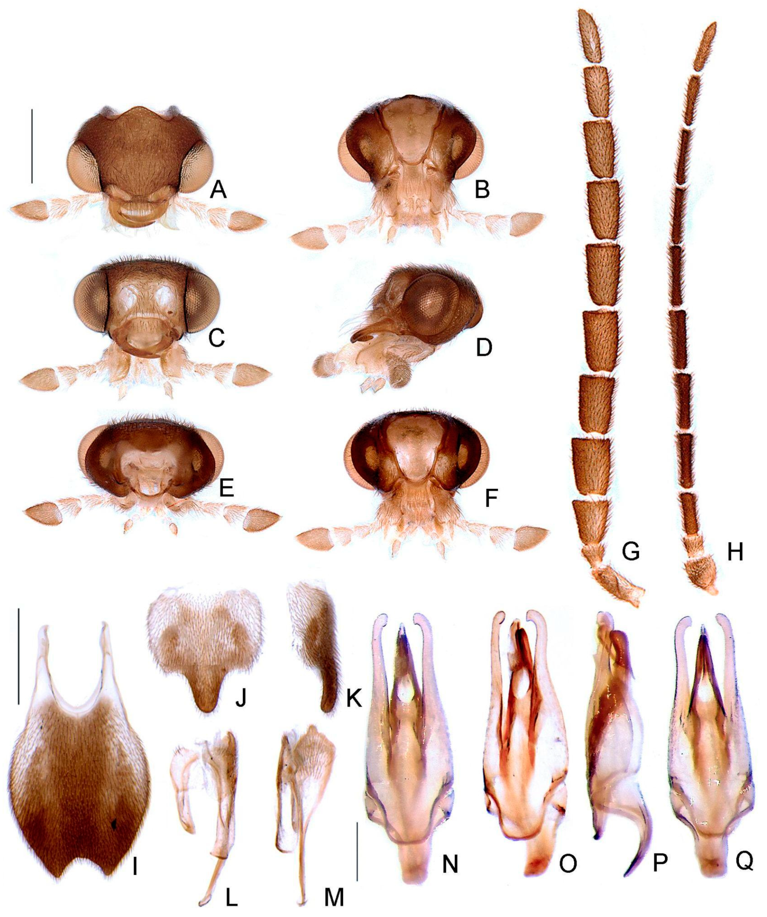 Insects 13 00058 g011 550