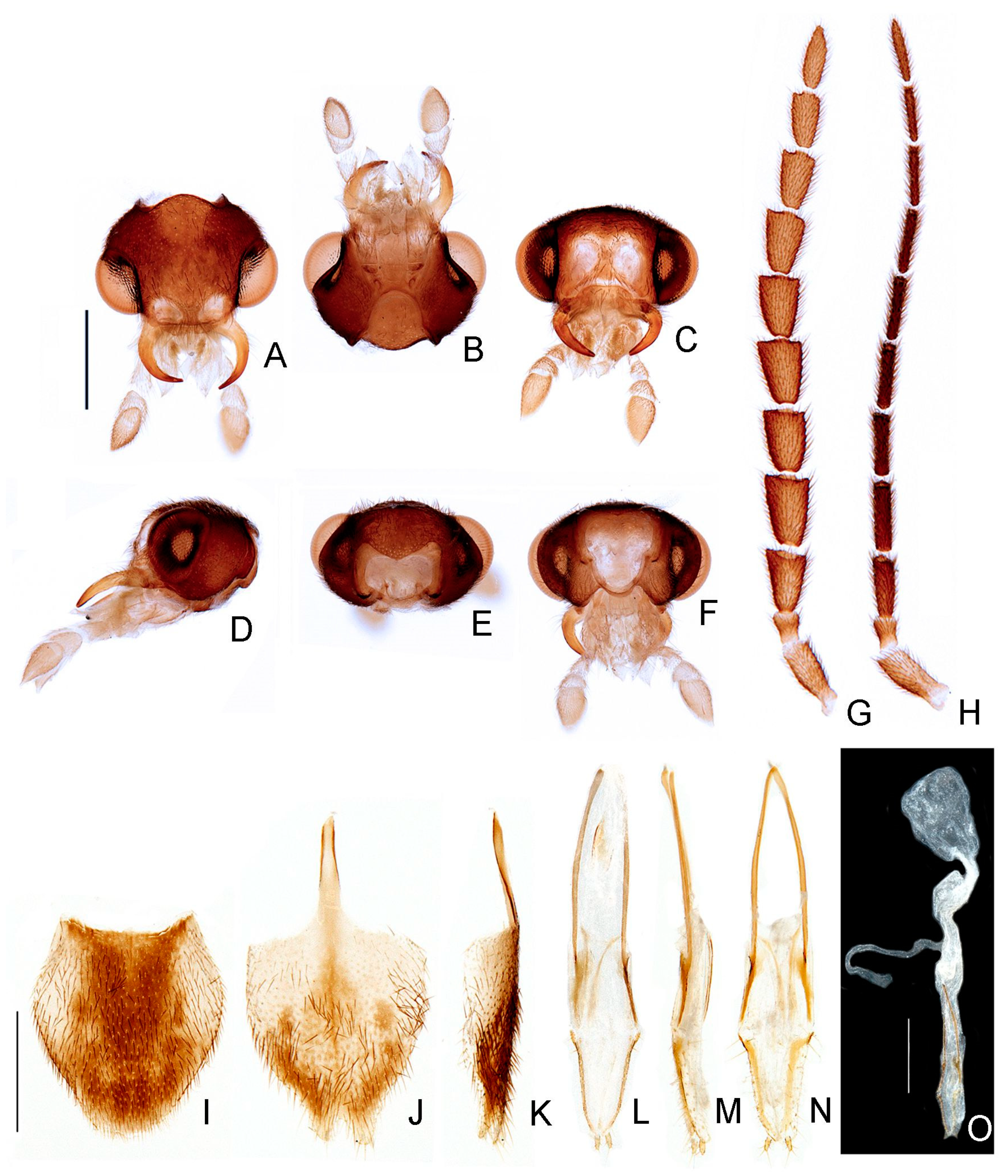 Insects 13 00058 g012 550