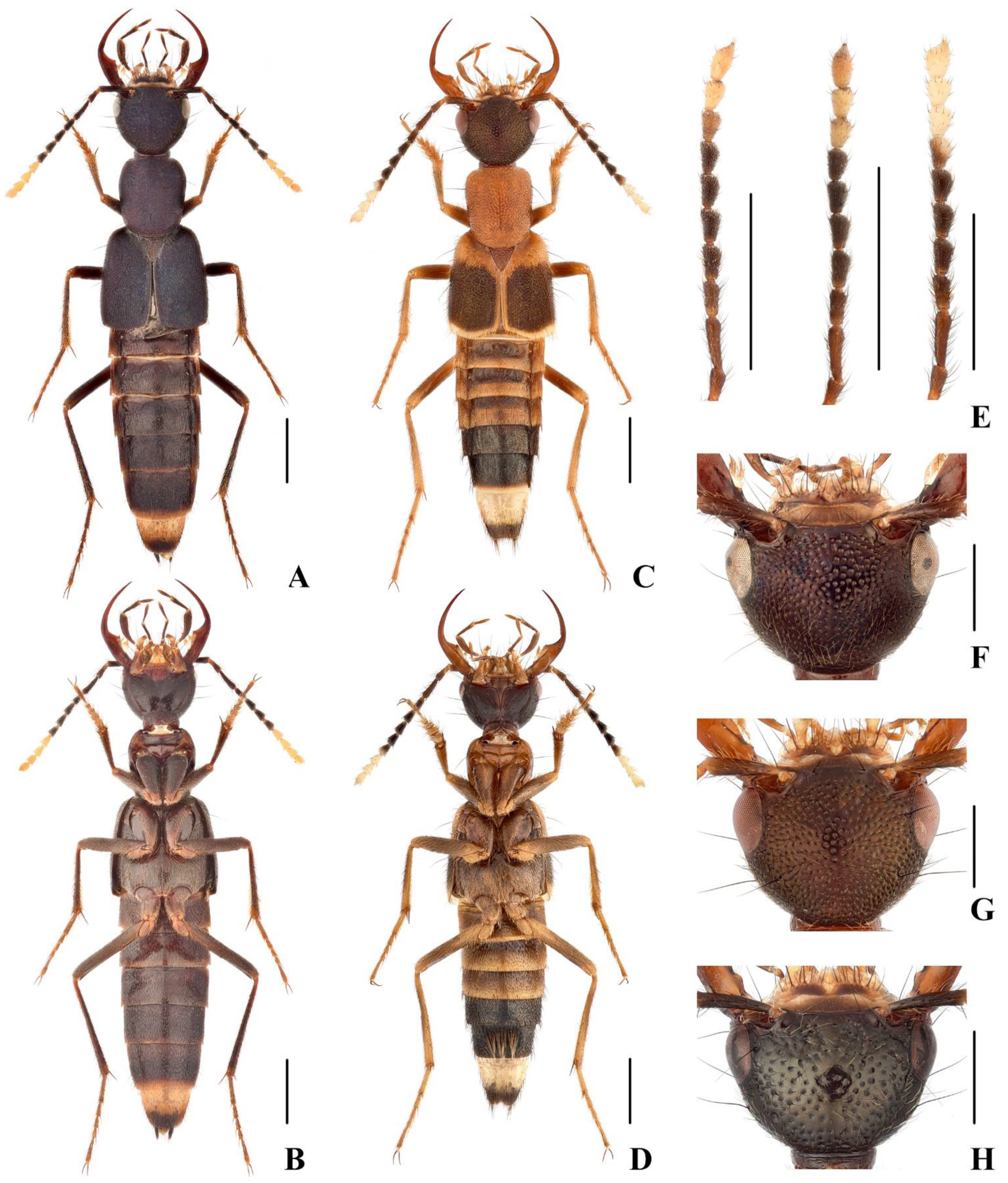 Insects 13 00060 g002 550