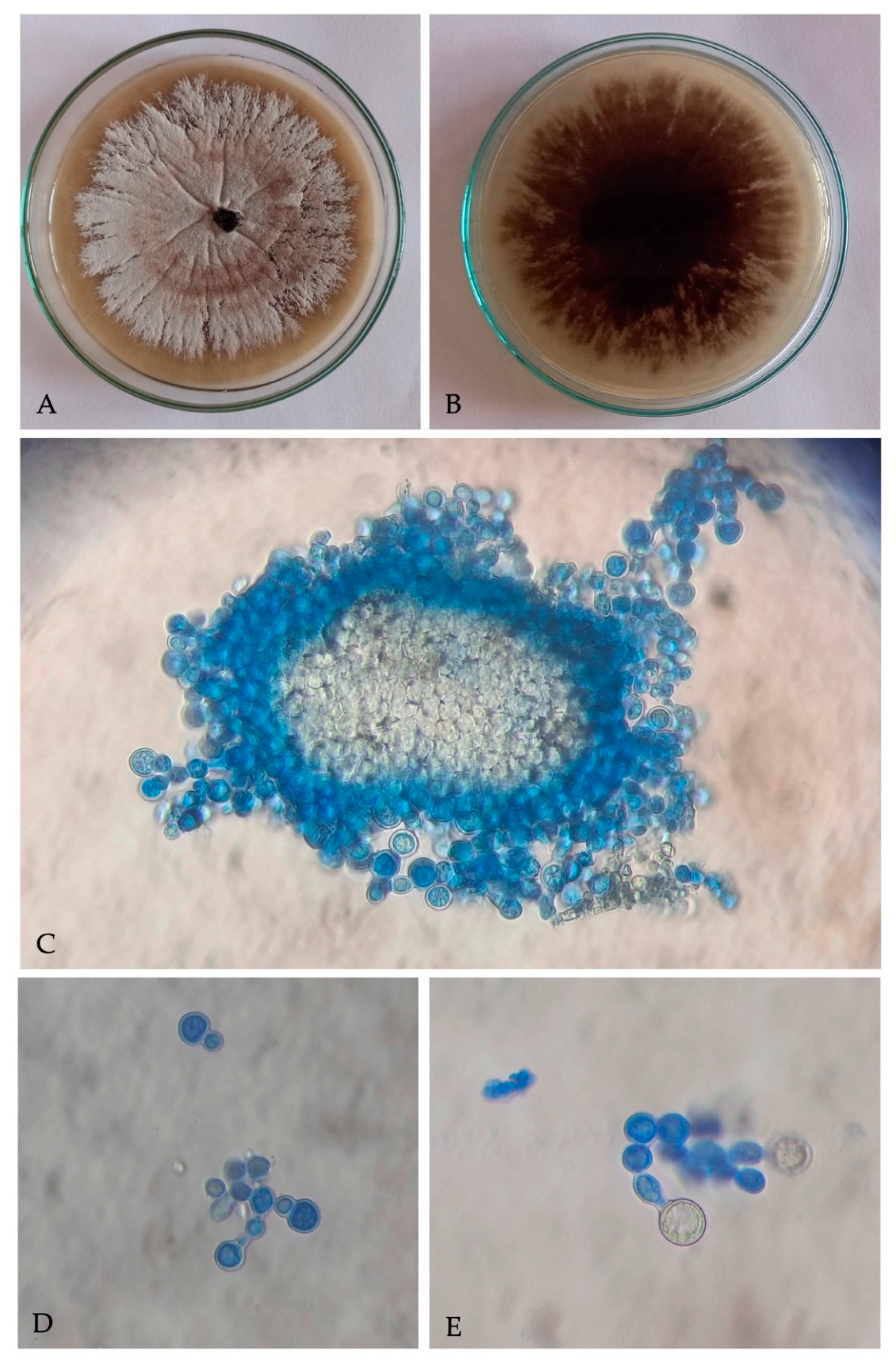 Insects 13 00067 g002