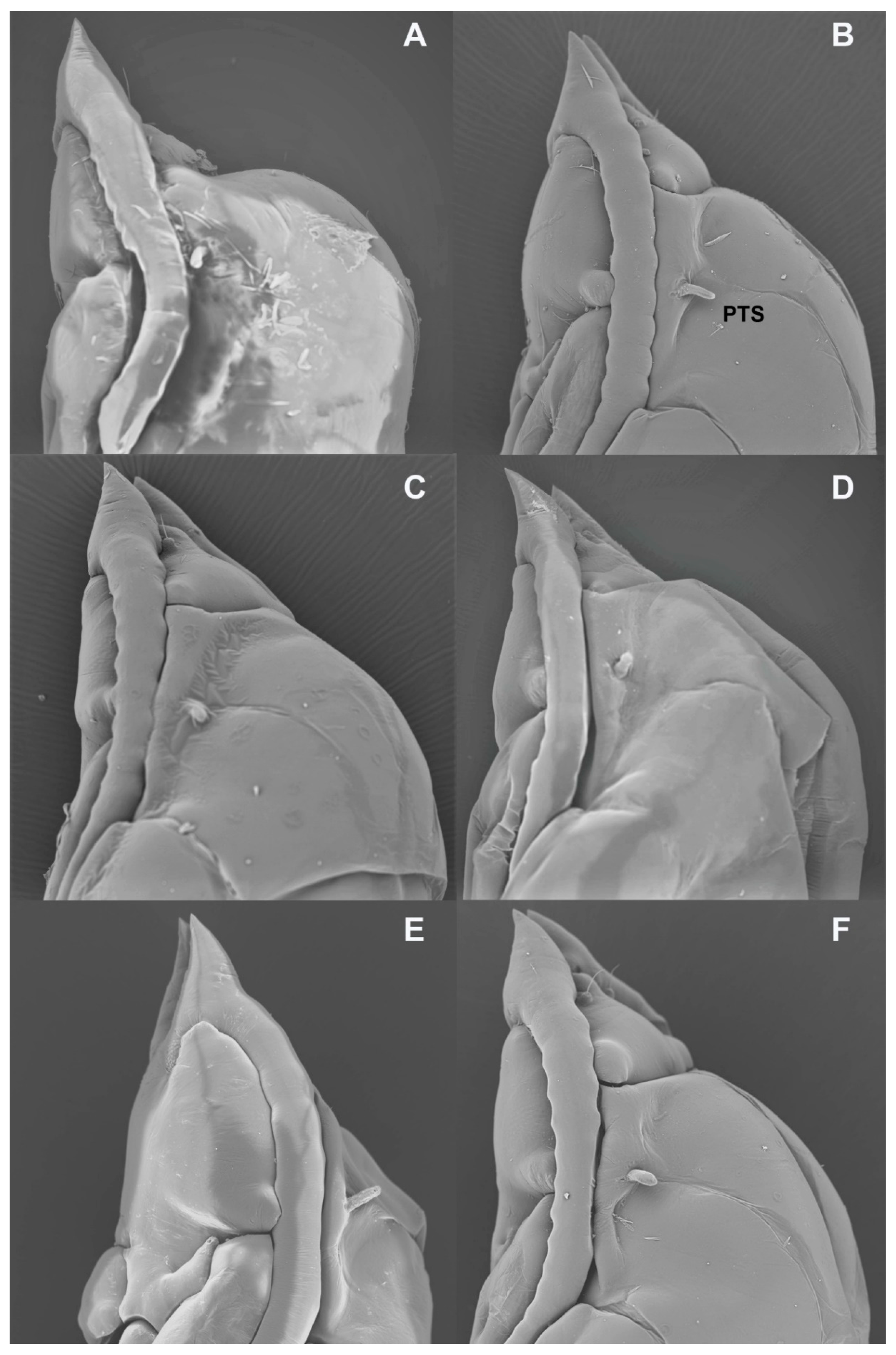 Insects Free Full Text Hidden Diversity Mdash A New Speciose Gall Midge Genus Diptera Cecidomyiidae Associated With Succulent Aizoaceae In South Africa Html Insects Free Full Text Hidden Diversity Mdash A New Speciose Gall Midge Genus Diptera Cecidomyiidae Associated With Succulent Aizoaceae In South Africa Html