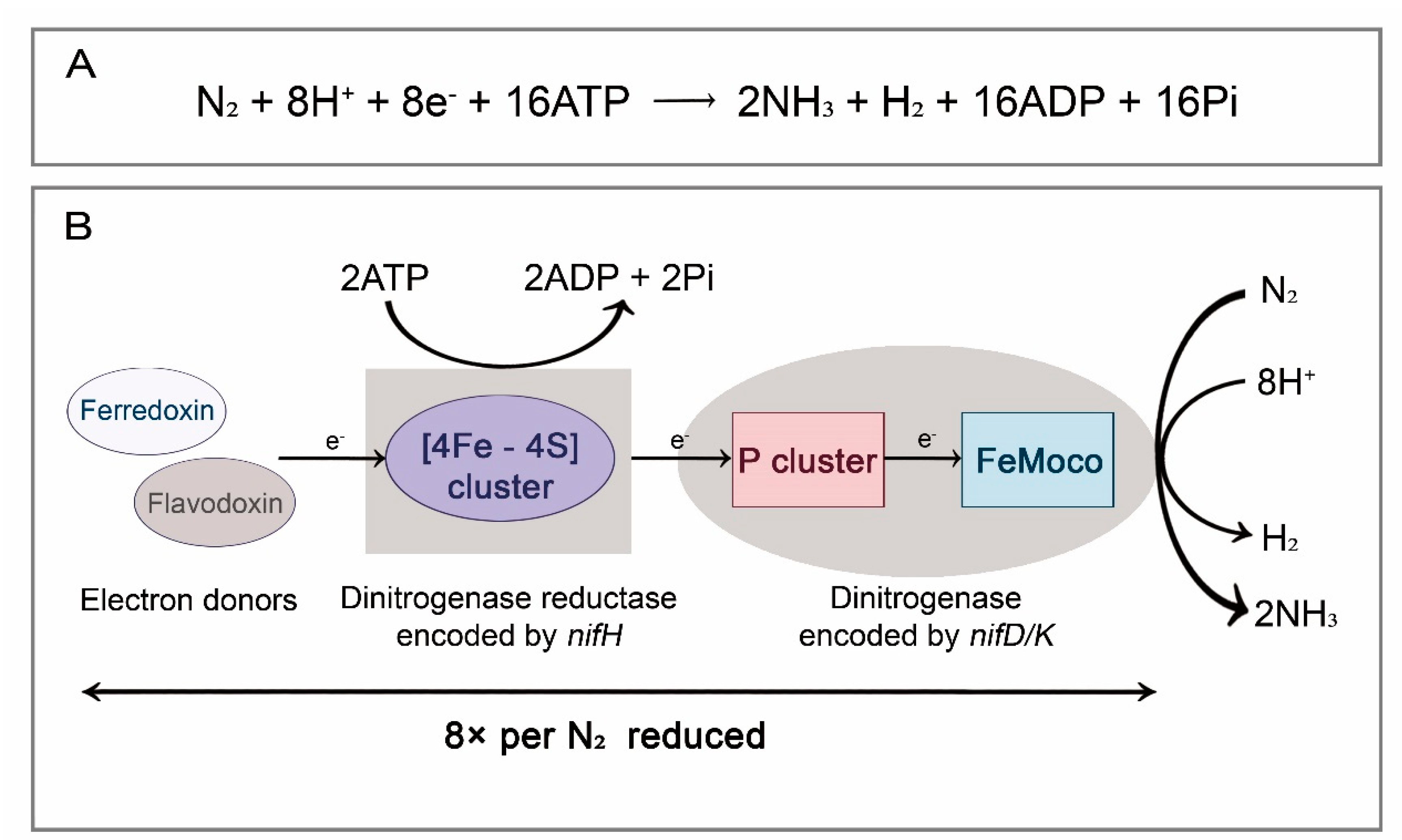 Insects 13 00084 g001 550