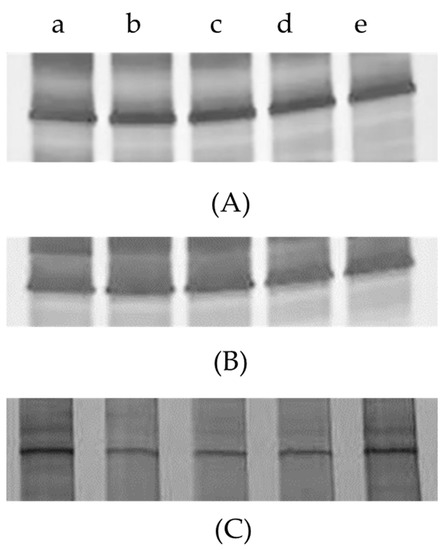 Detection of Yeast-like Symbionts in Brown Planthopper