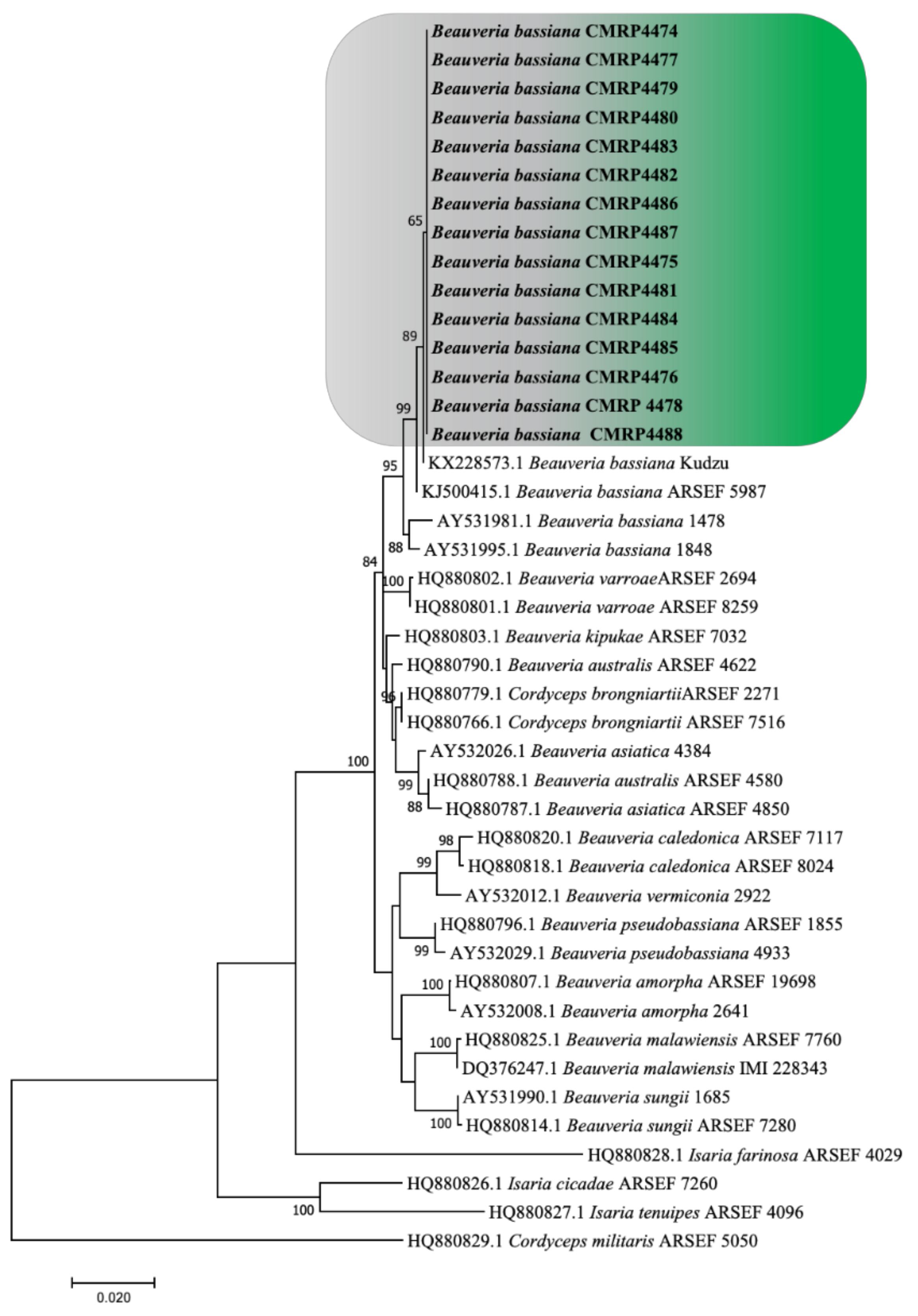 Insects 13 00093 g001