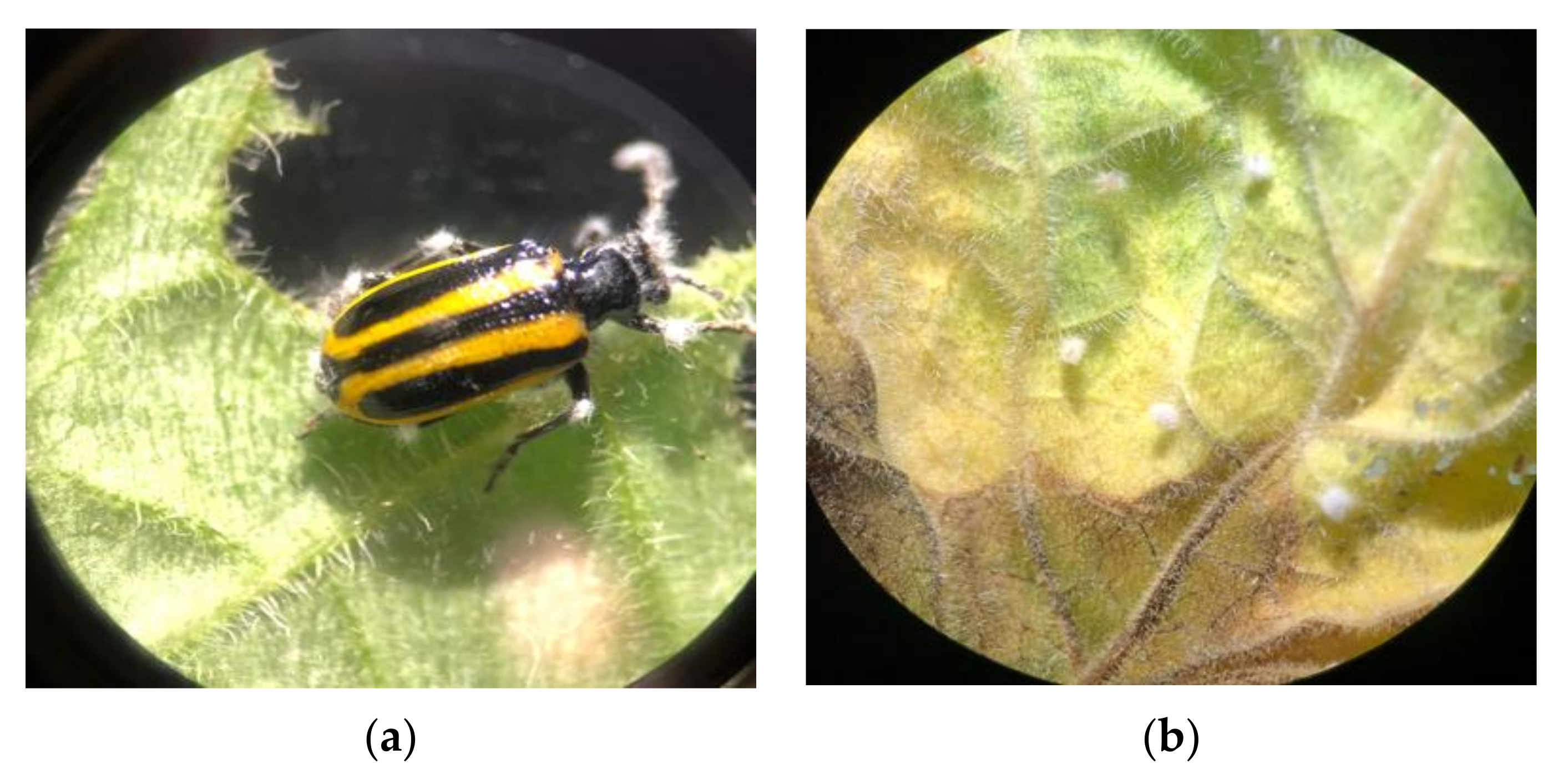 Insects 13 00093 g002