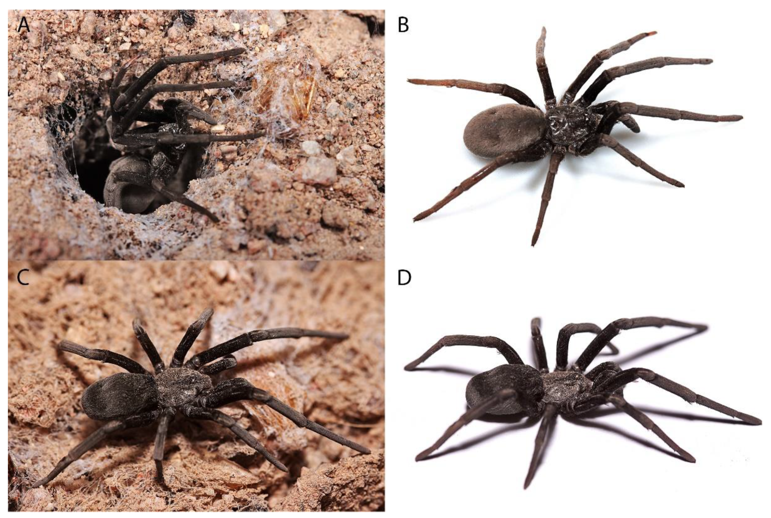 Insects 13 00101 g011 Insects 13 00101 g011