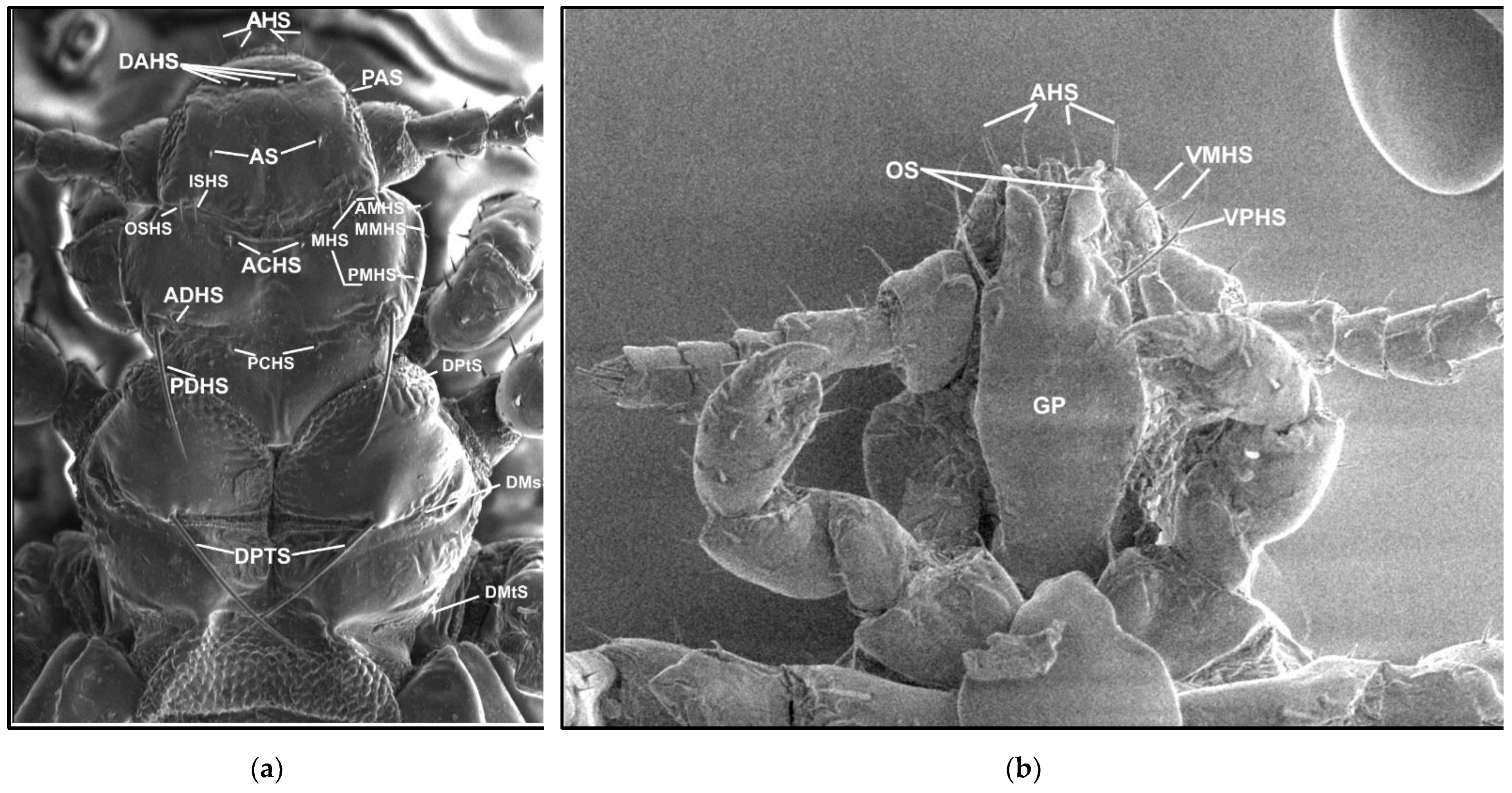 Insects 13 00107 g001 550