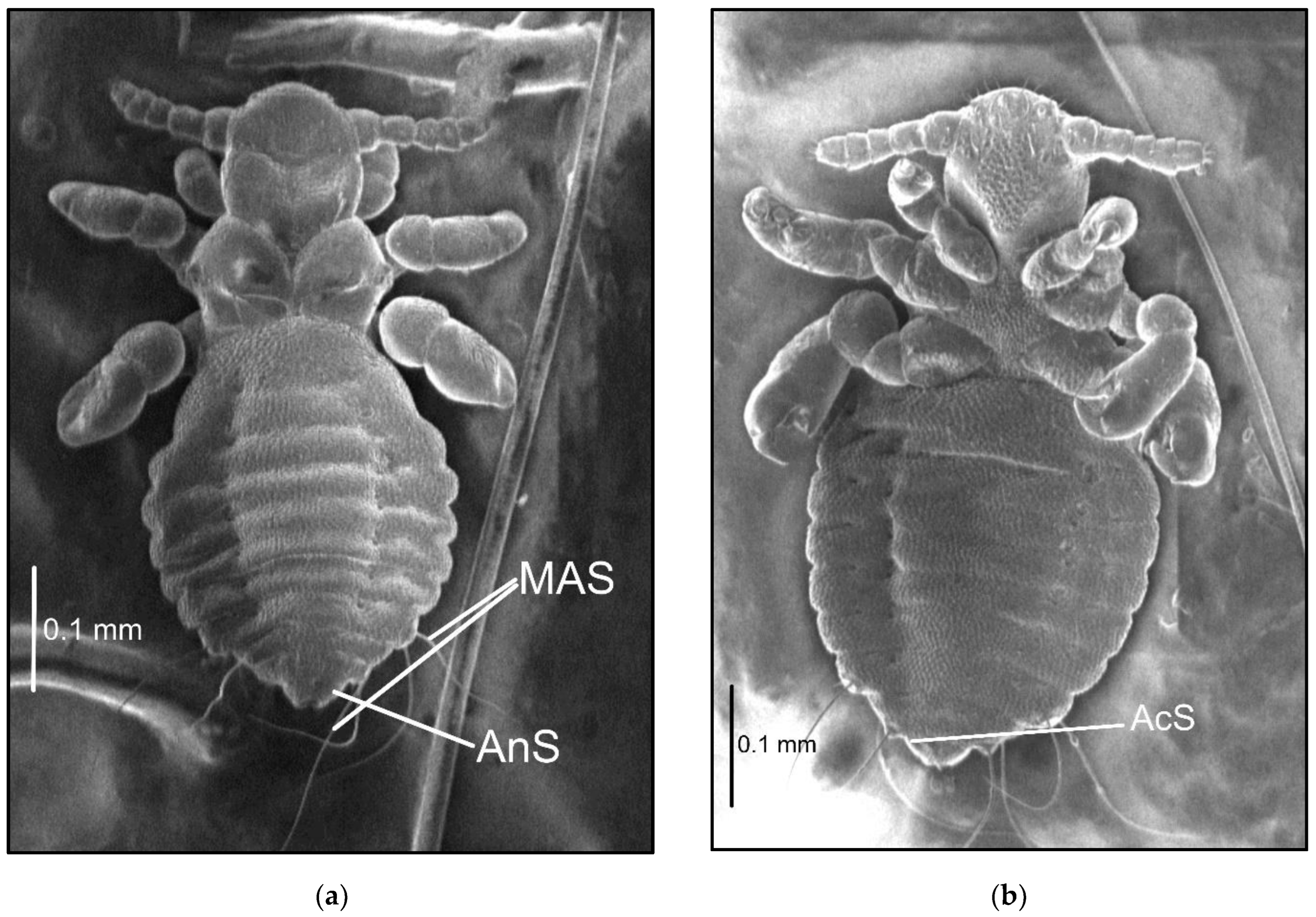 Insects 13 00107 g002 550