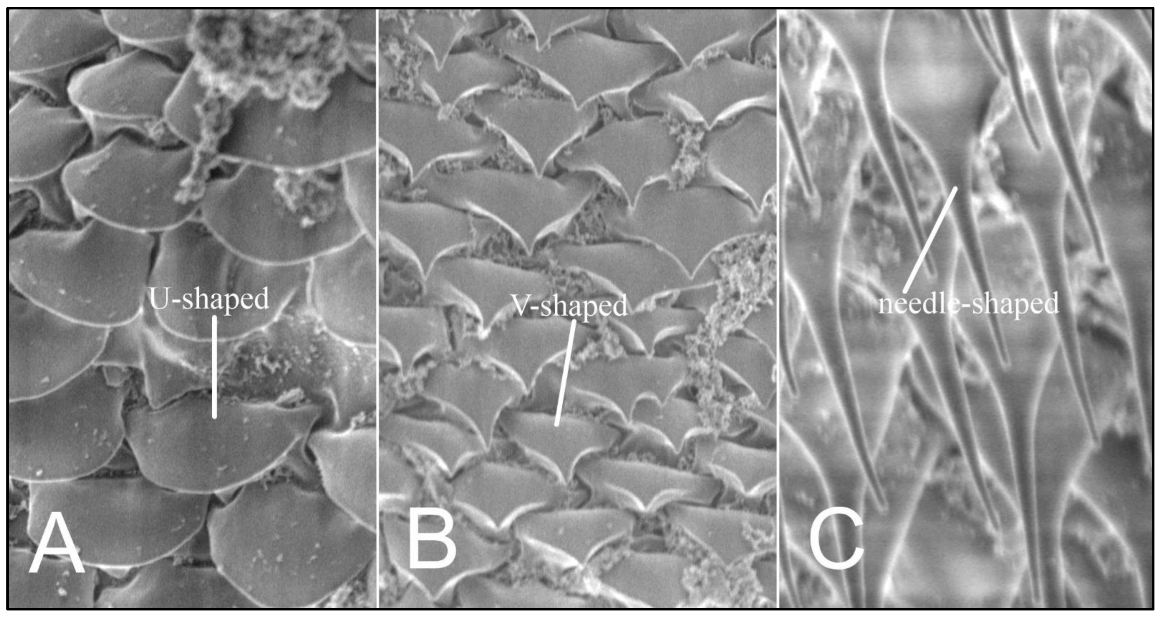 Insects 13 00107 g003 550