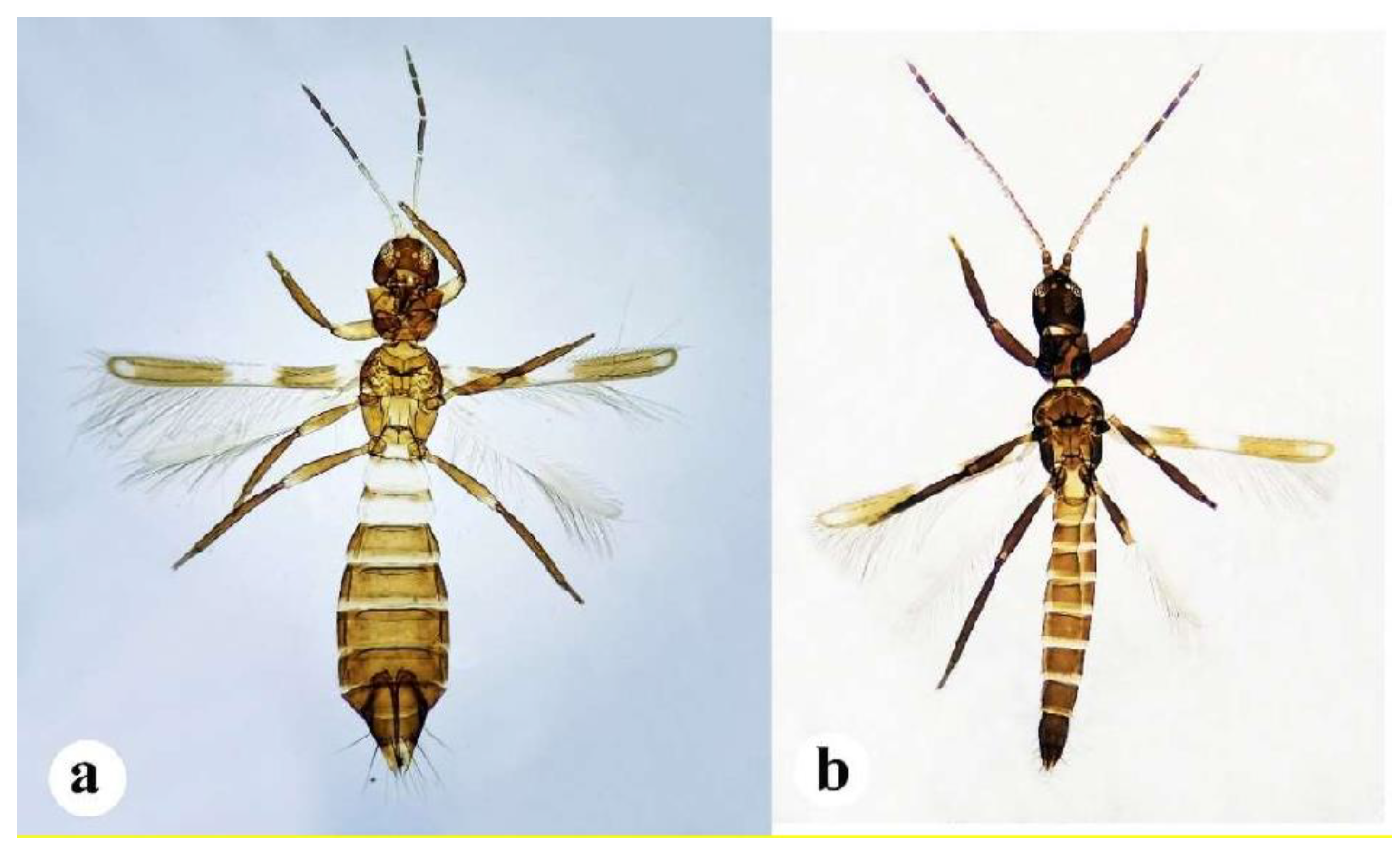 Insects 13 00108 g003 Insects 13 00108 g003