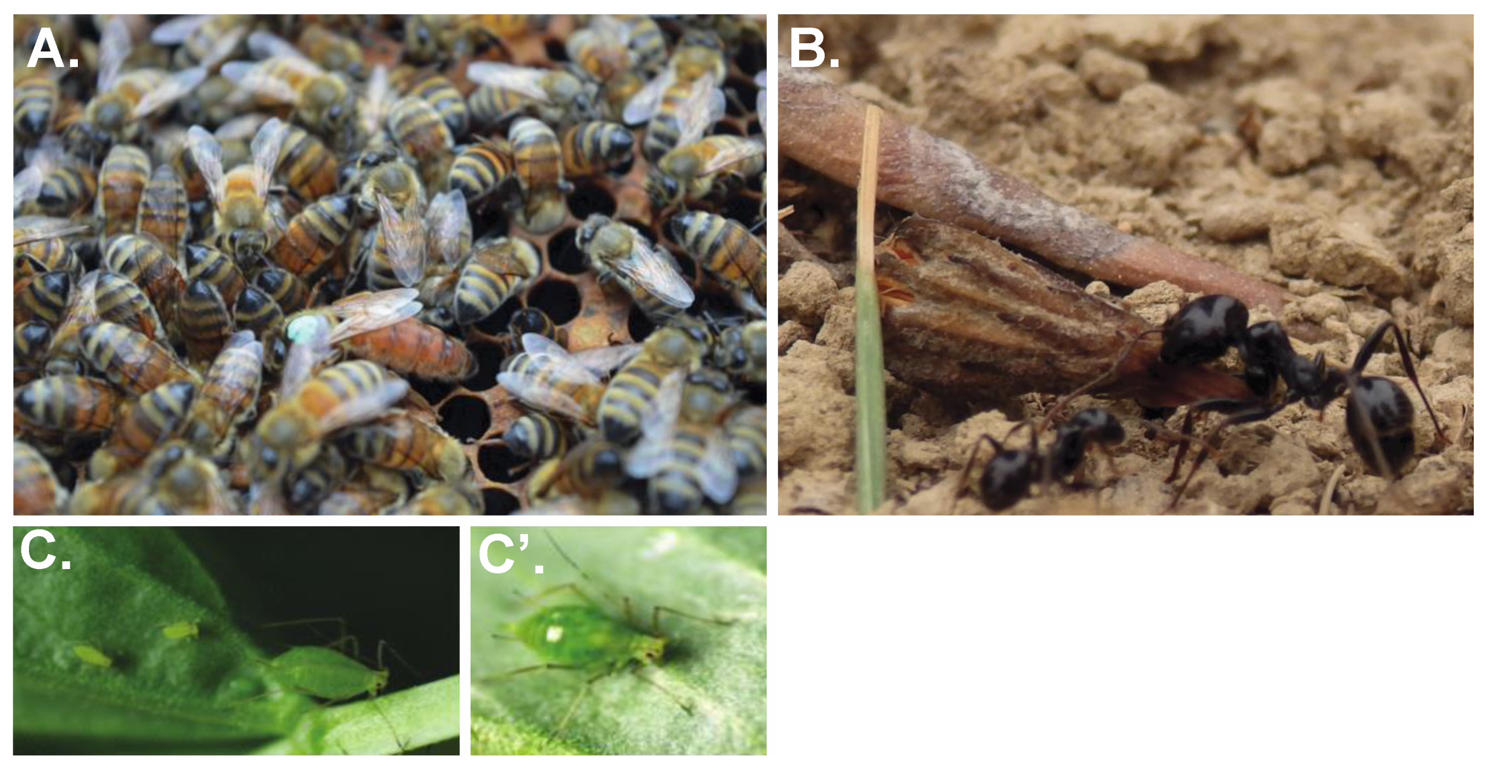 Insects 13 00110 g001