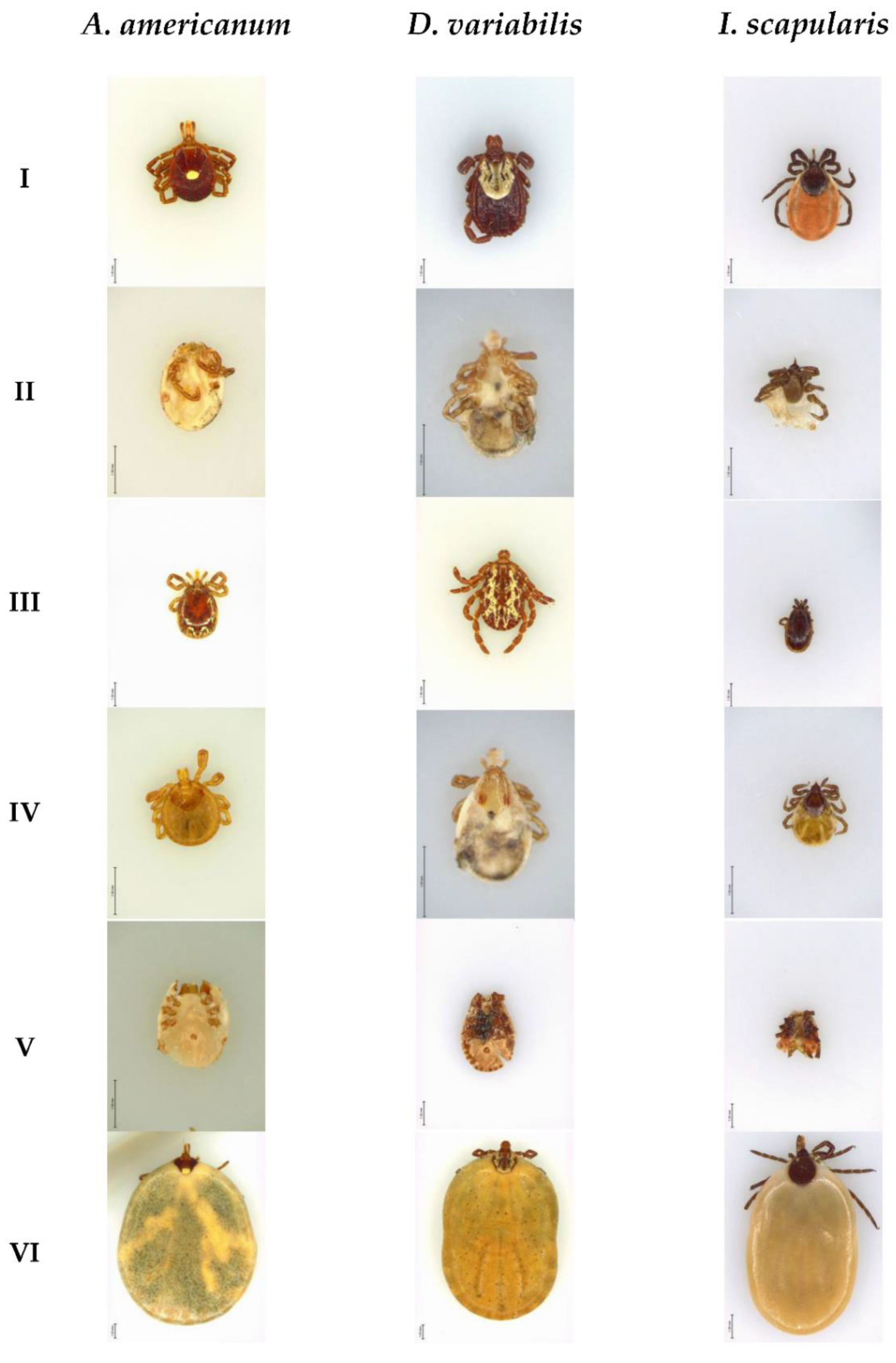 Insects 13 00116 g001