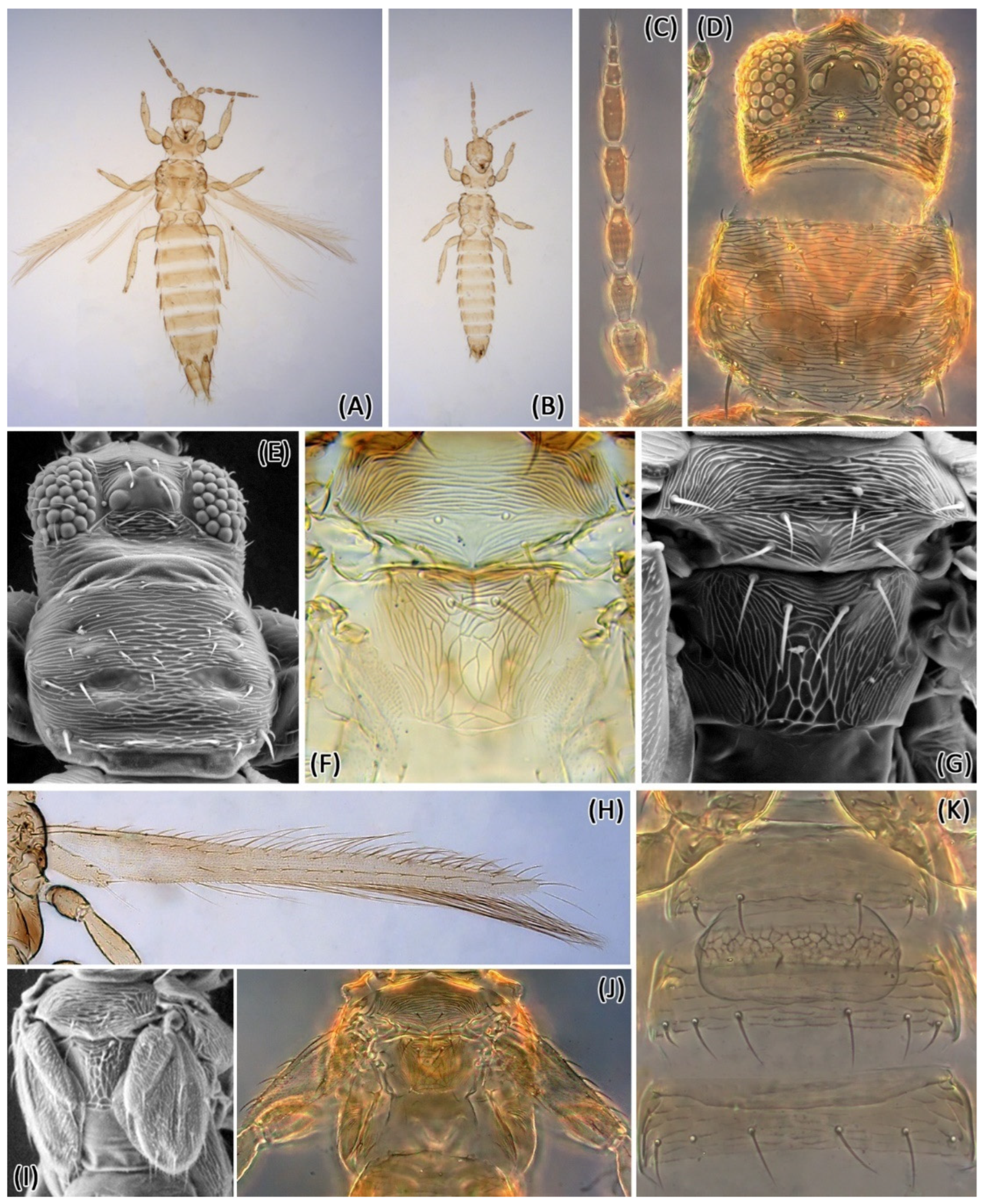 Insects 13 00120 g002