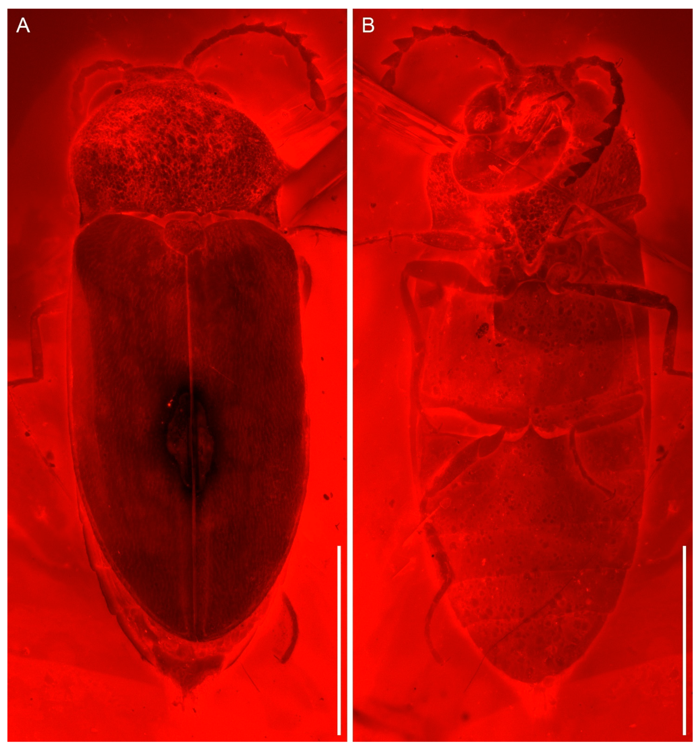 A New Species of Vetubrachypsectra from Mid-Cretaceous Amber