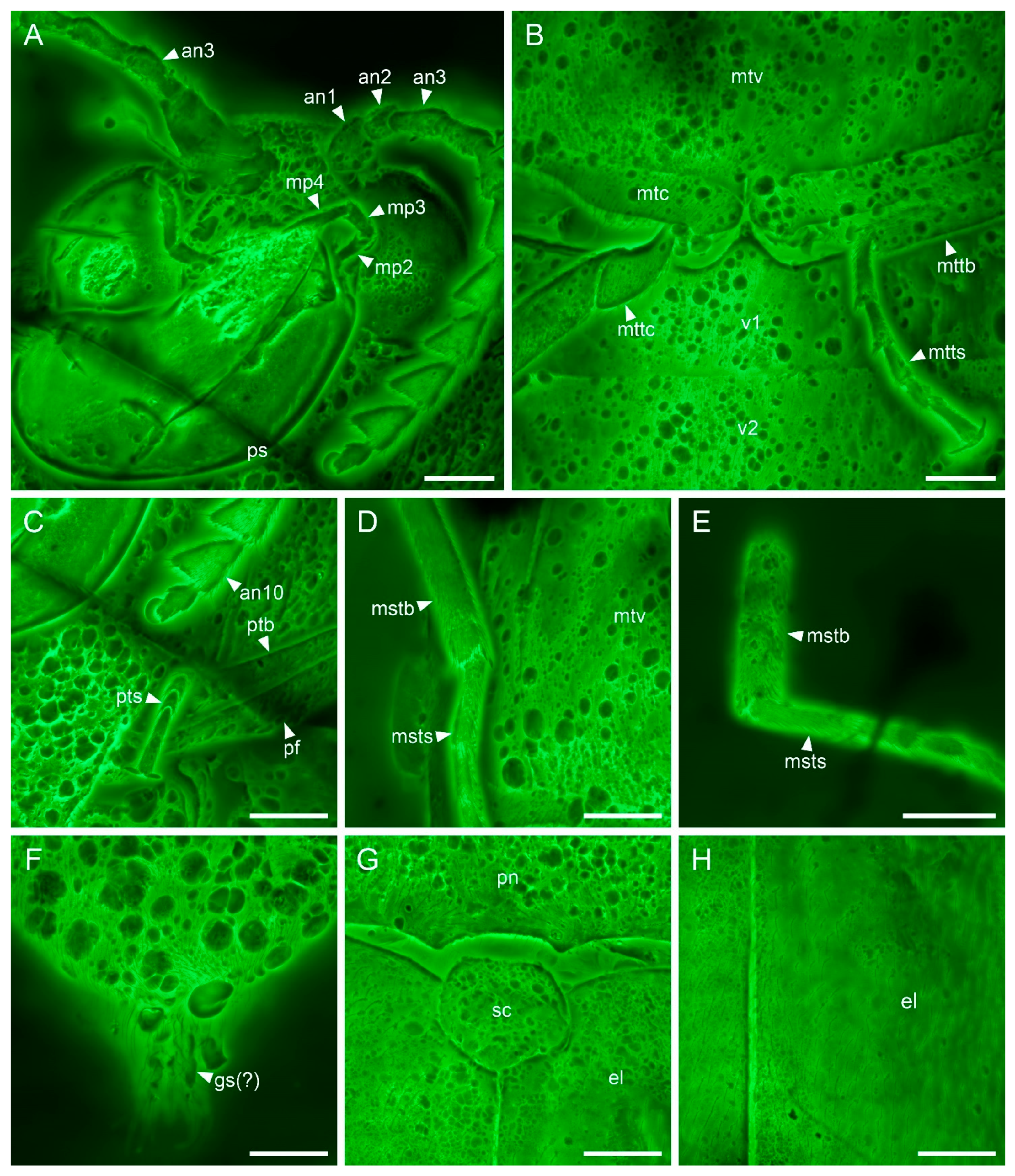 Insects 13 00122 g003
