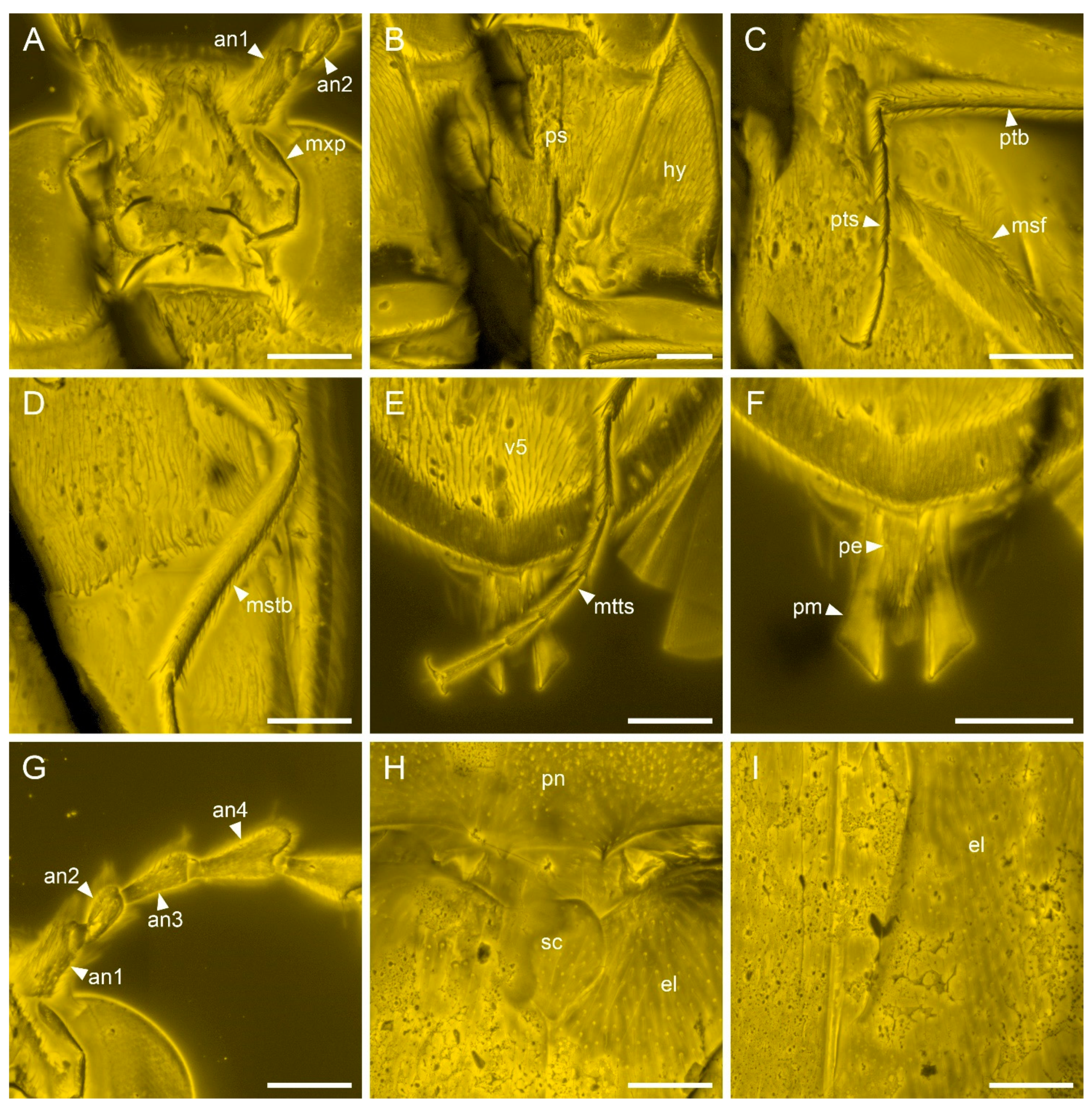 Insects 13 00122 g004