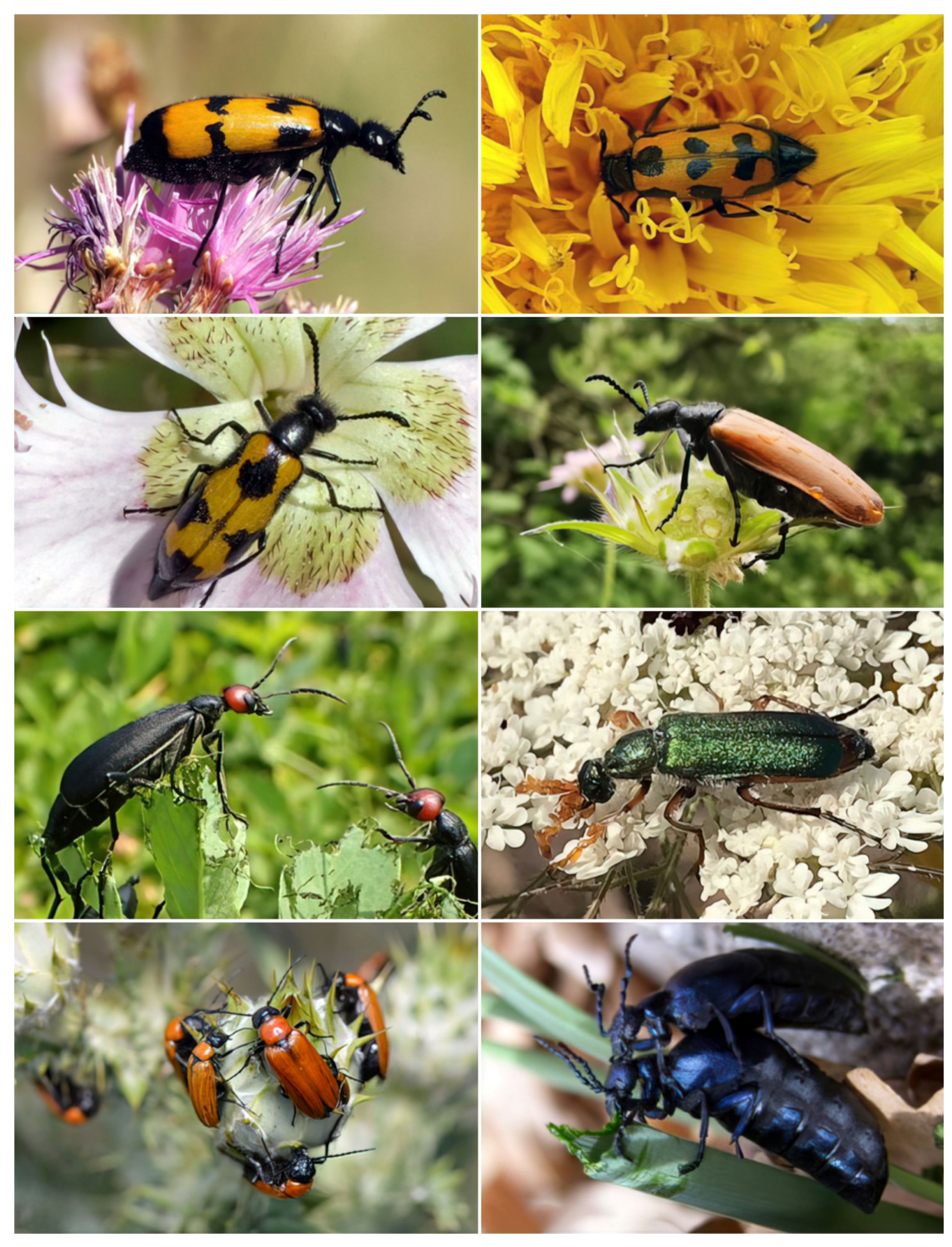 Insects 13 00132 g001