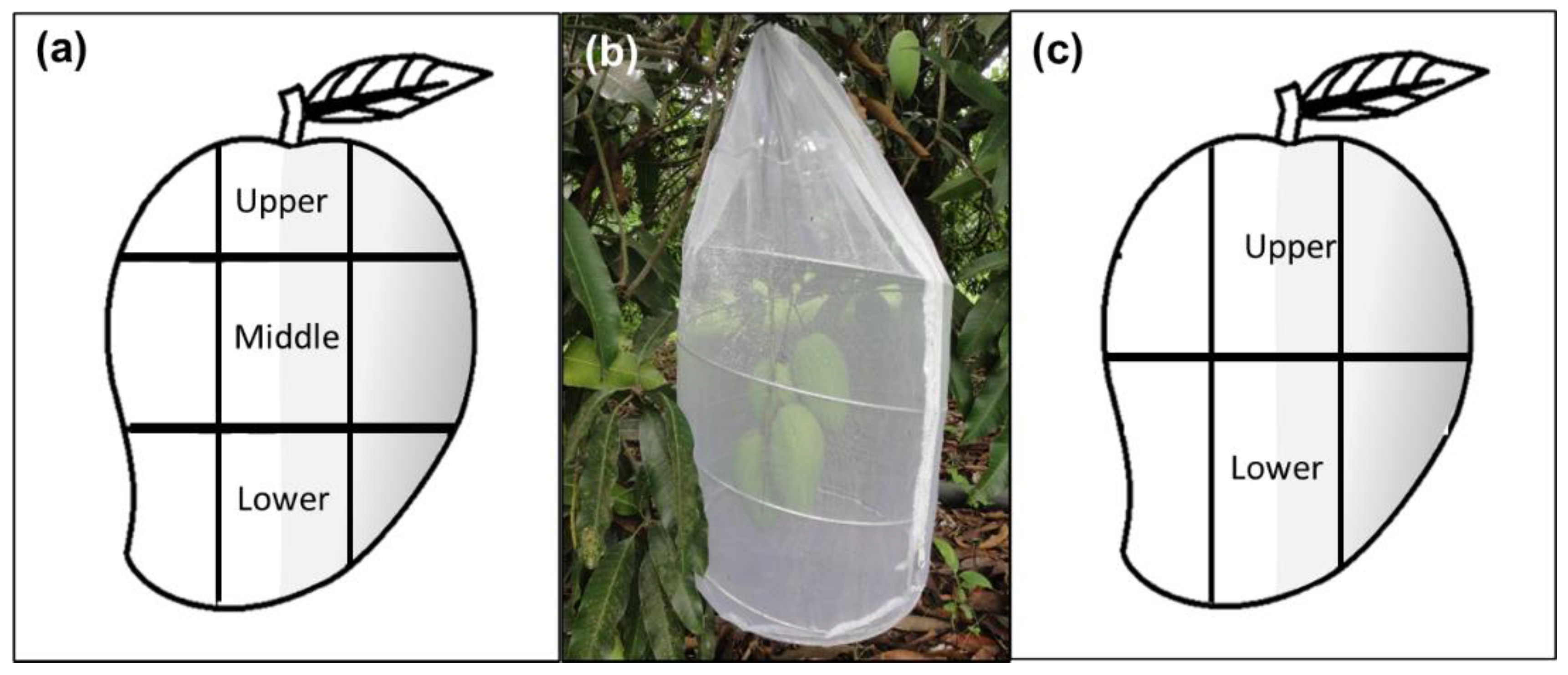 Insects 13 00141 g001