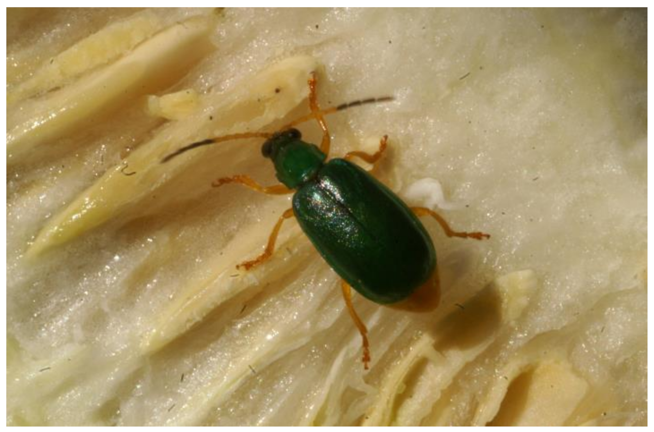 Insects Free Full Text Ecology and Evolutionary History of