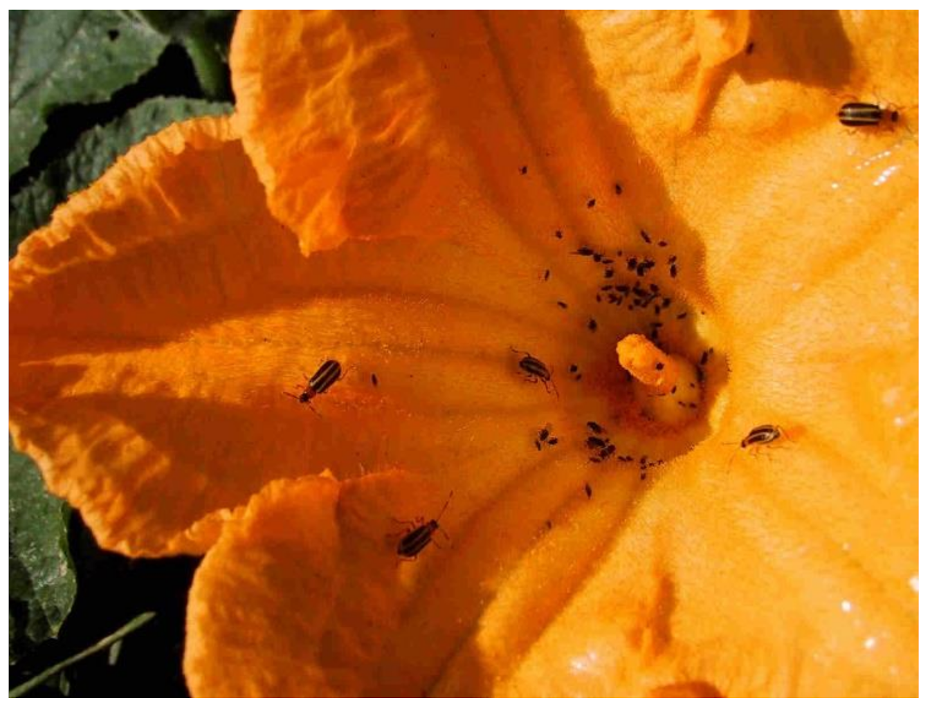 Insects 13 00156 g002 Insects 13 00156 g002