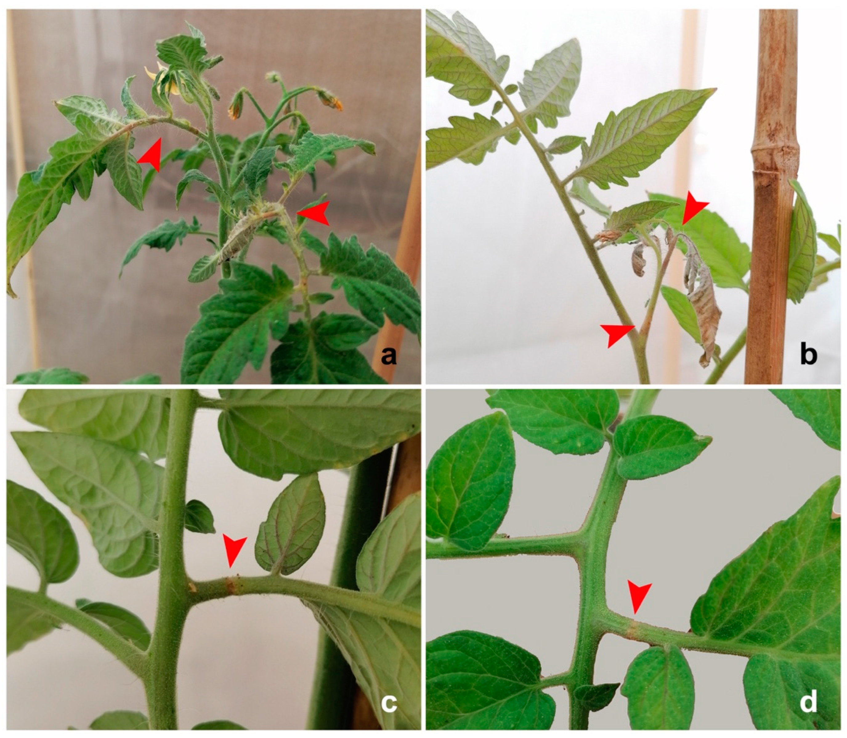 Insects 13 00175 g001