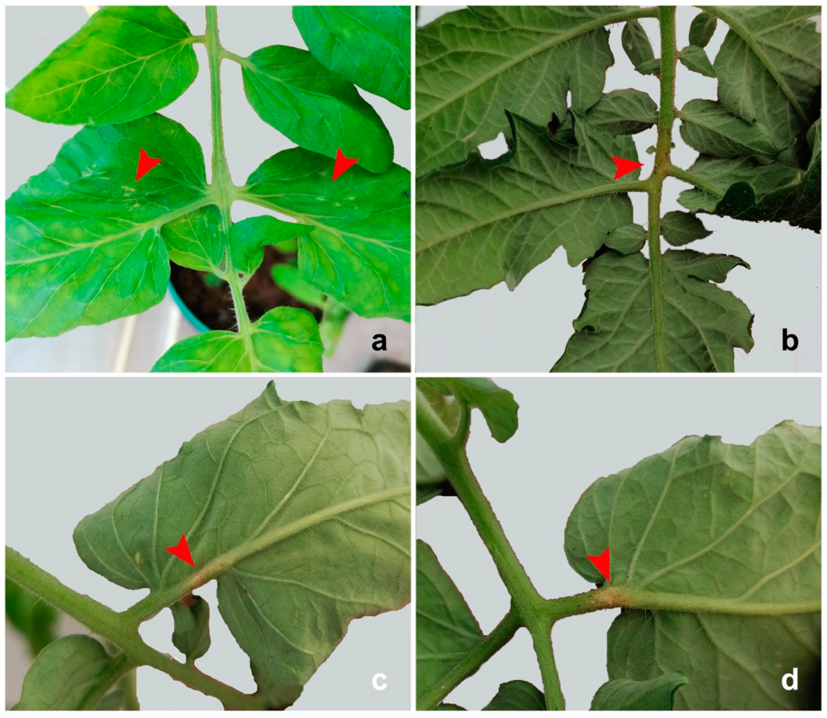 Insects 13 00175 g002