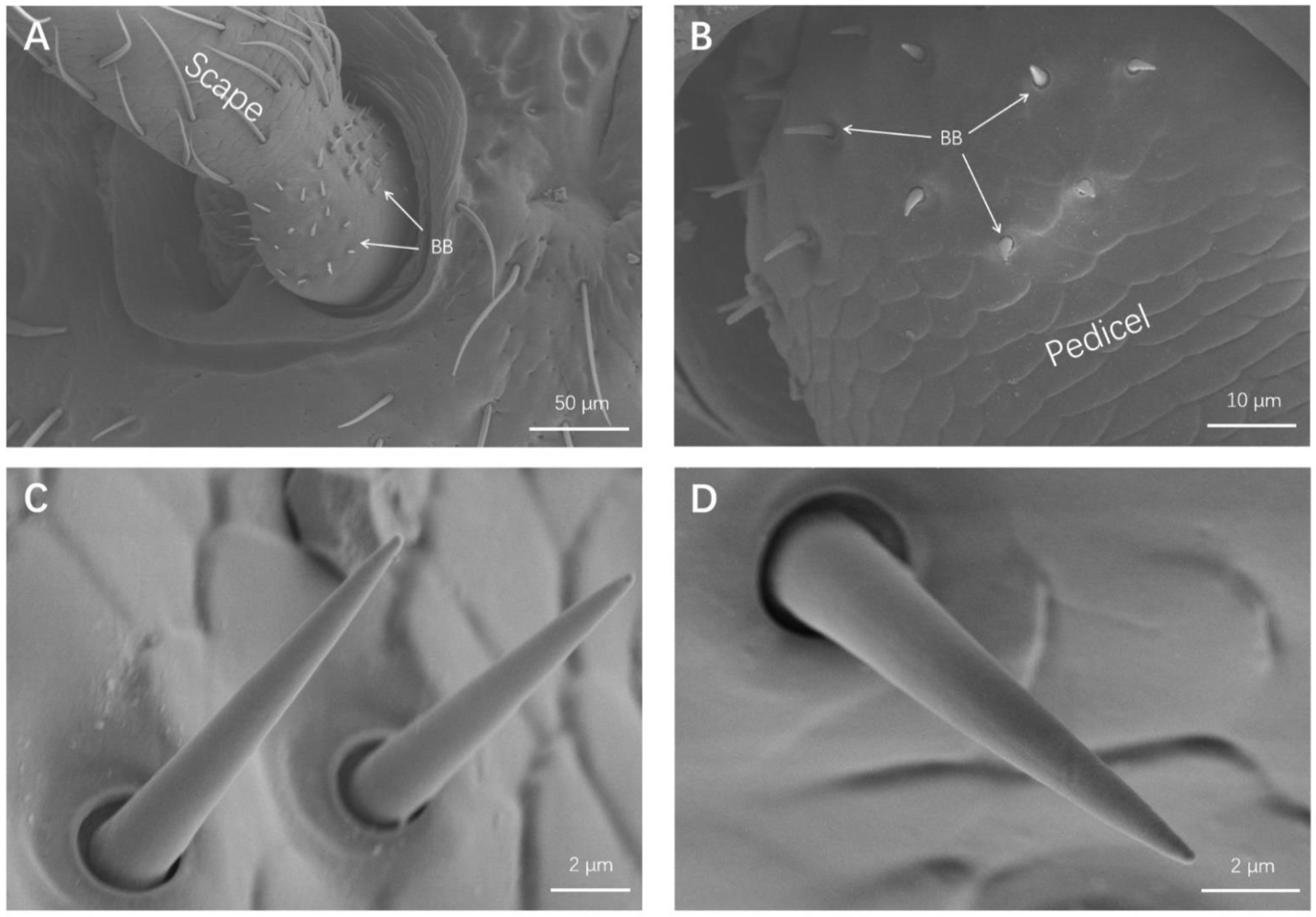 Insects 13 00183 g004