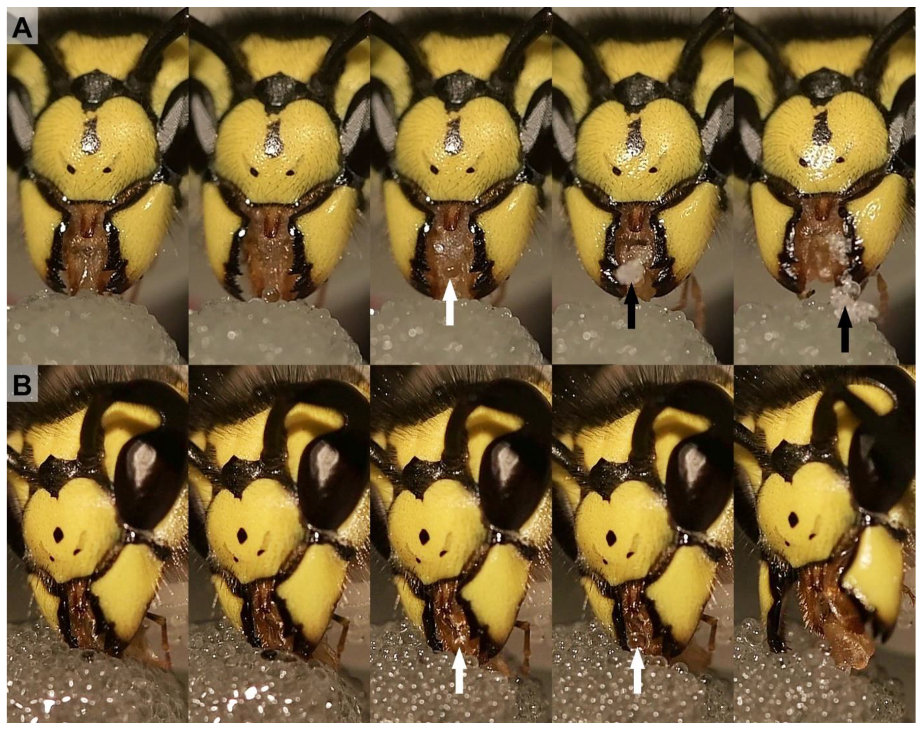 Insects 13 00185 g002