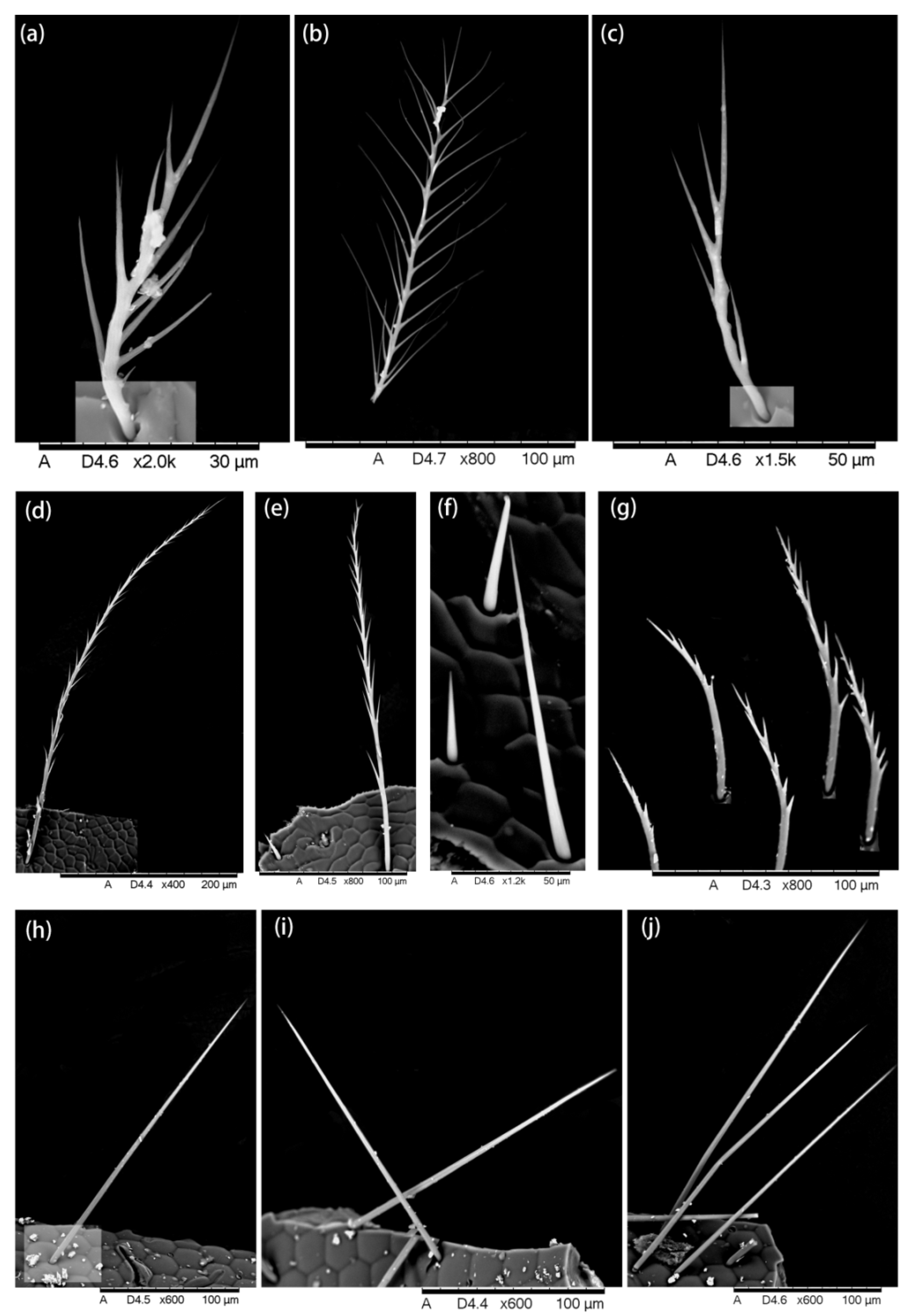 Insects 13 00189 g002