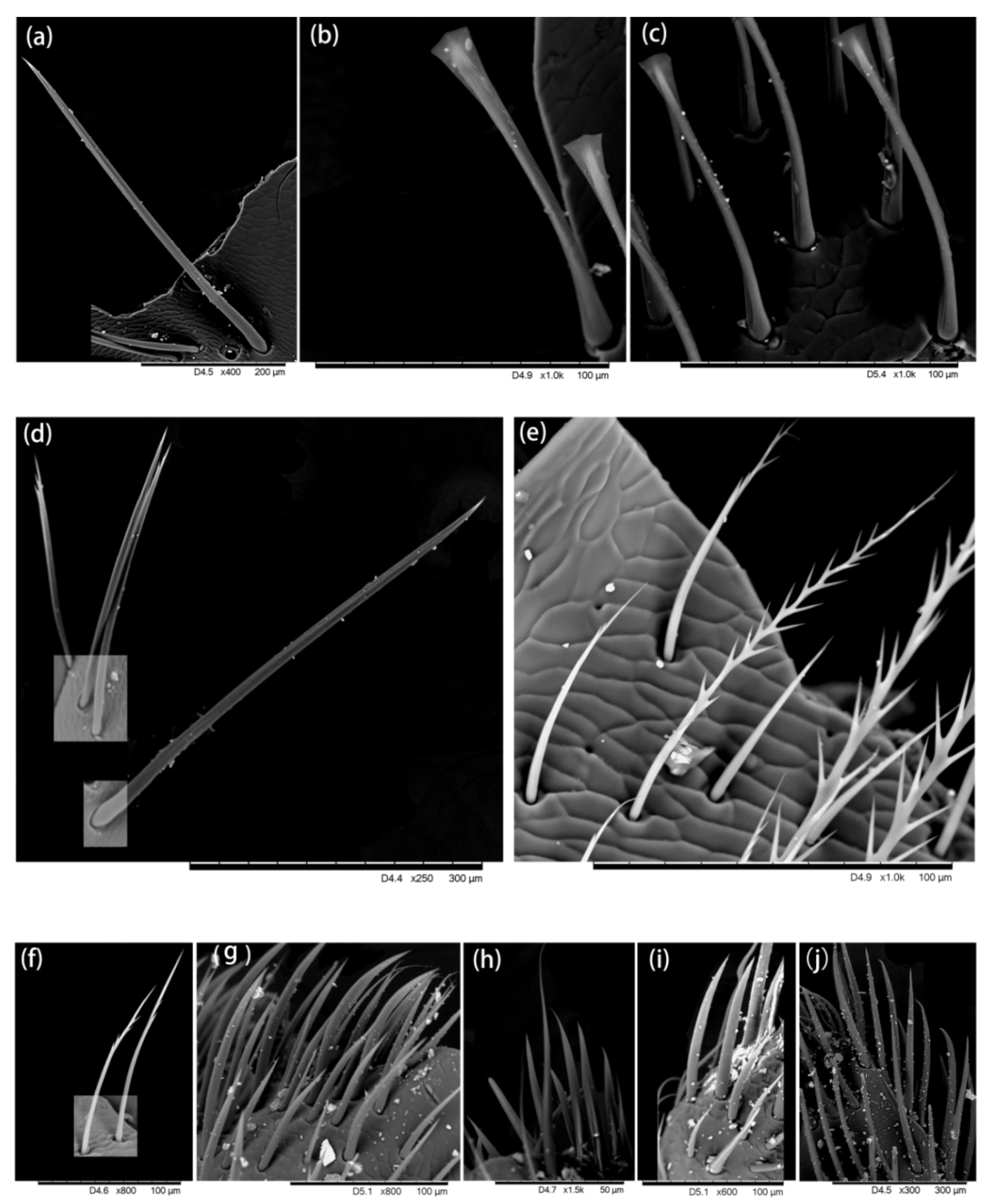 Insects 13 00189 g006