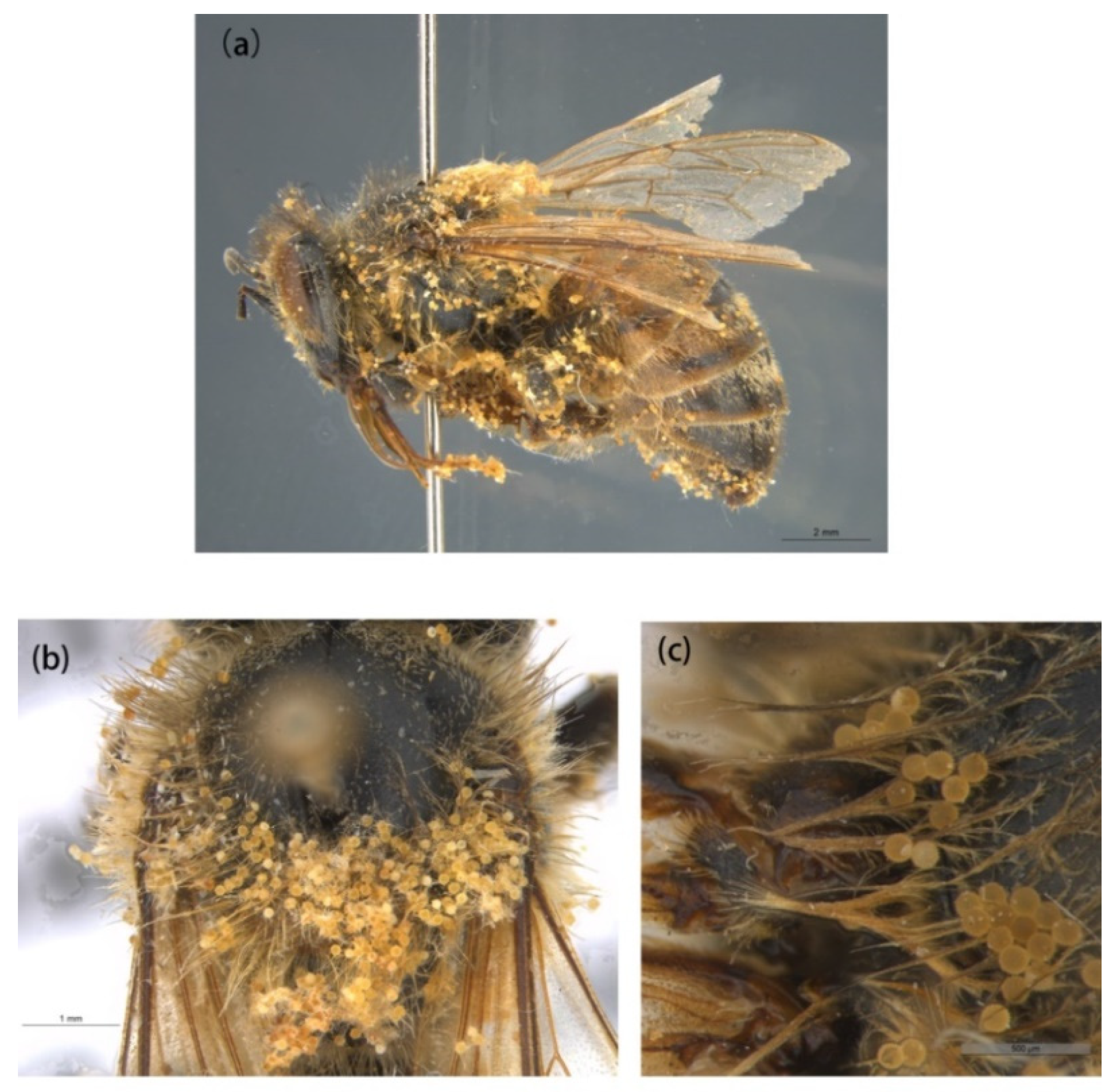 Insects 13 00189 g007