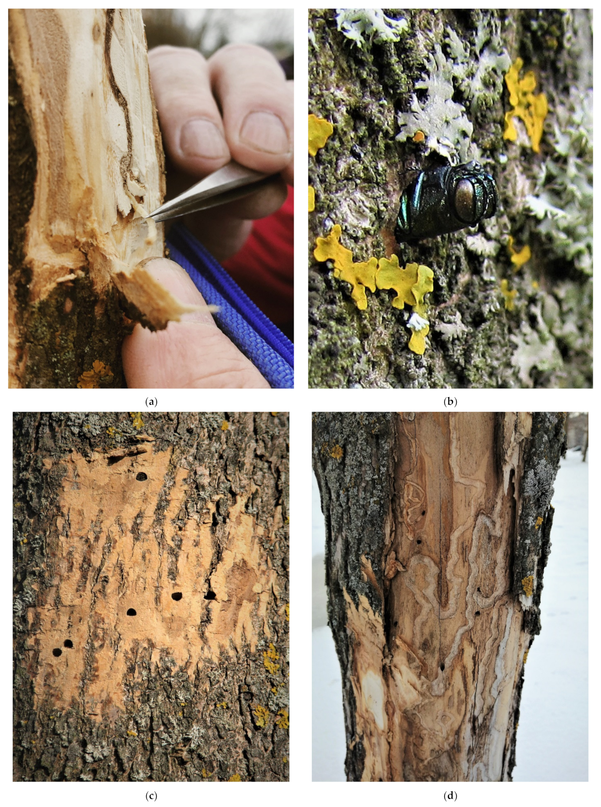 Insects 13 00191 g002 550