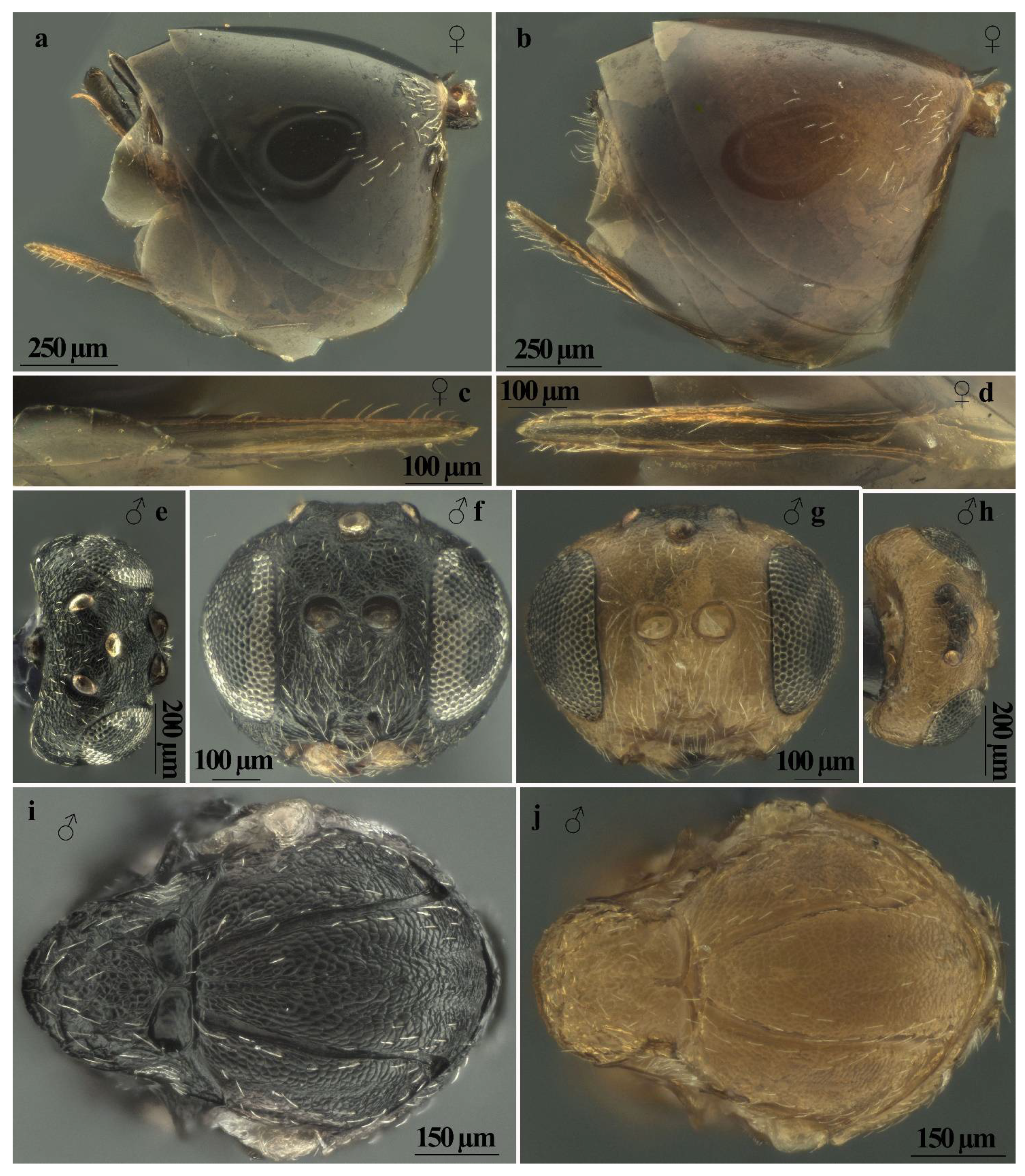 Insects 13 00200 g007 550