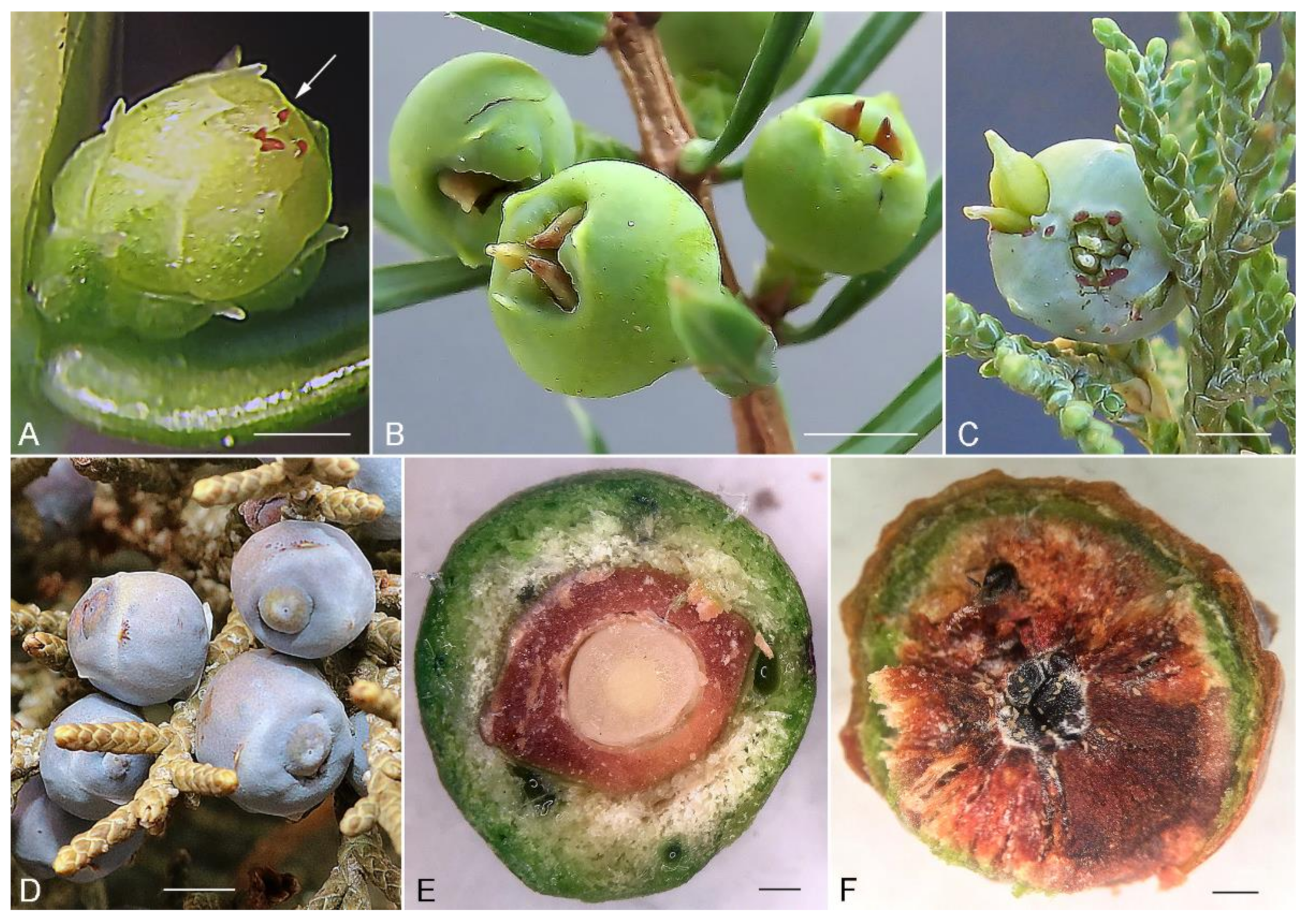 Insects 13 00201 g003