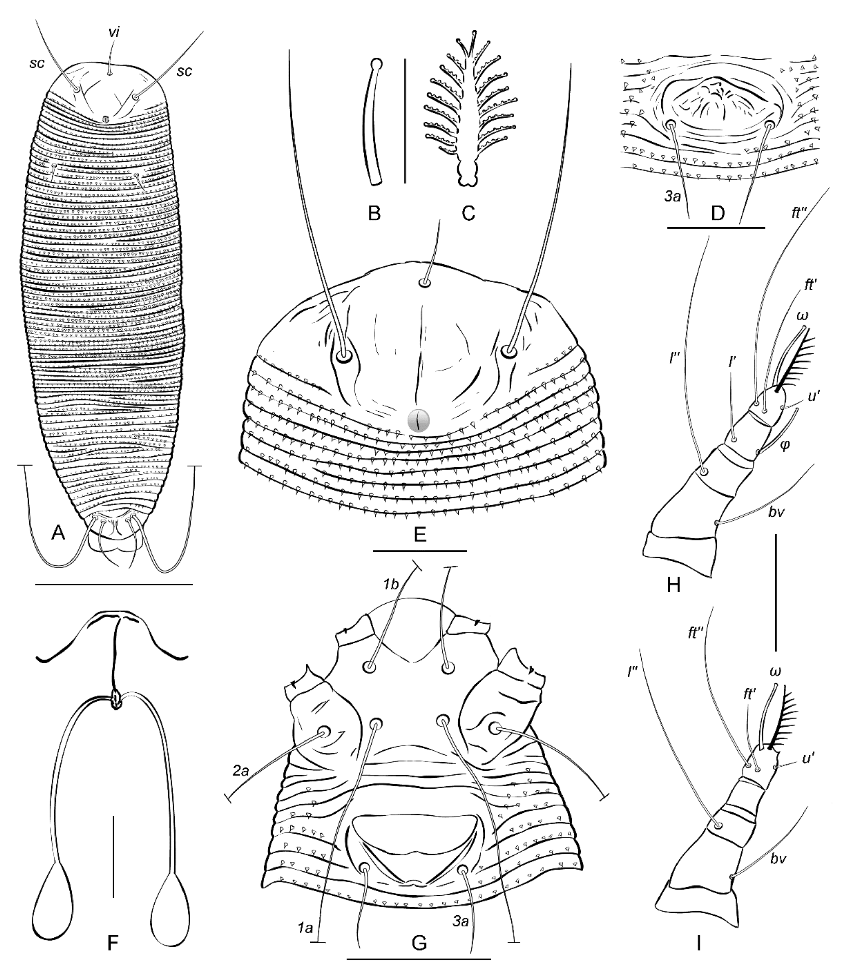 auxiliary emulsion Engage Insects | Free Full-Text | Phylogenetic Position of a New Trisetacus Mite Species (Nalepellidae) Destroying Seeds of North American Junipers and New Hypotheses on Basal Divergence of Eriophyoidea | HTML auxiliary emulsion Engage Insects | Free Full-Text | Phylogenetic Position of a New Trisetacus Mite Species (Nalepellidae) Destroying Seeds of North American Junipers and New Hypotheses on Basal Divergence of Eriophyoidea | HTML