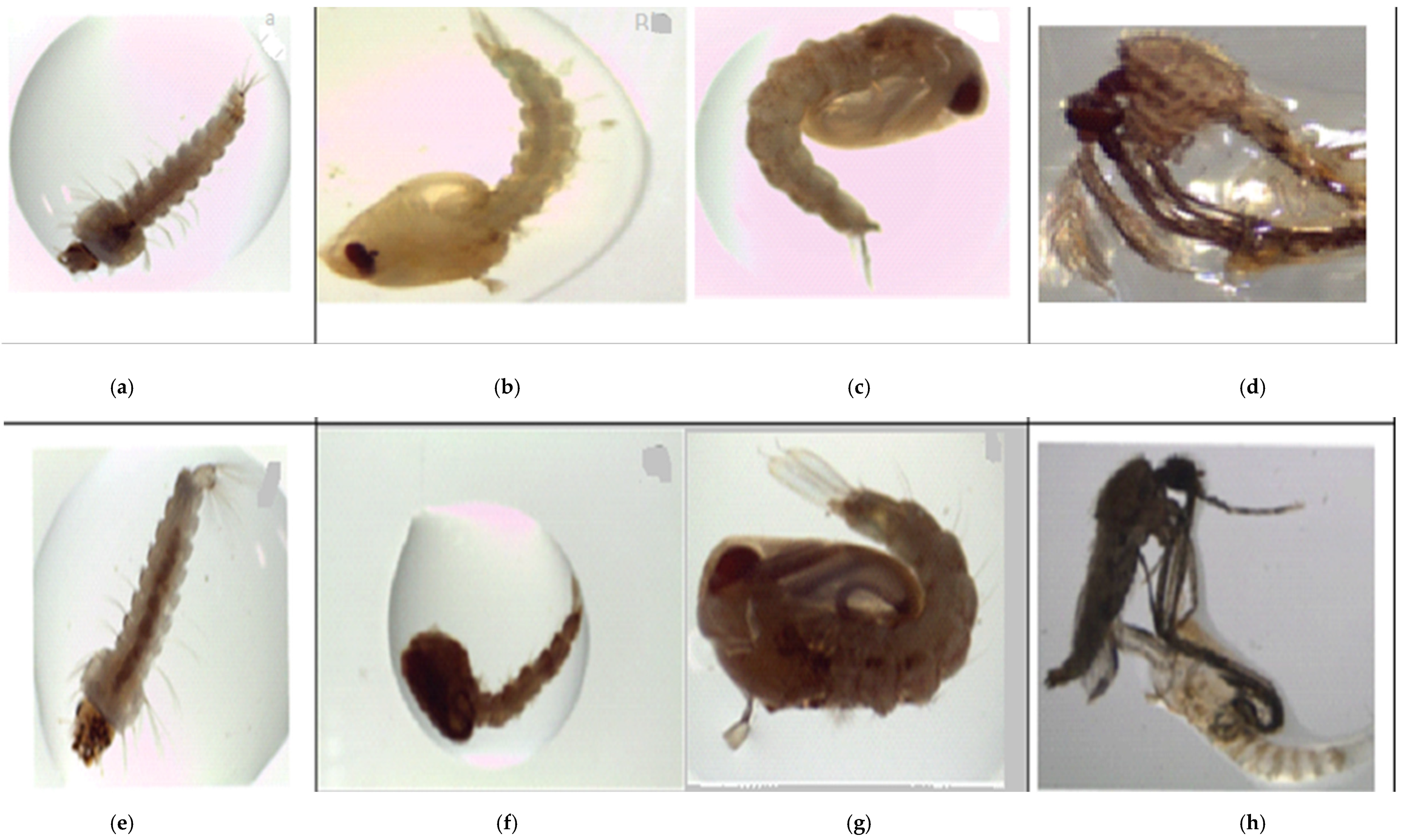 Insects 13 00203 g001 Insects 13 00203 g001