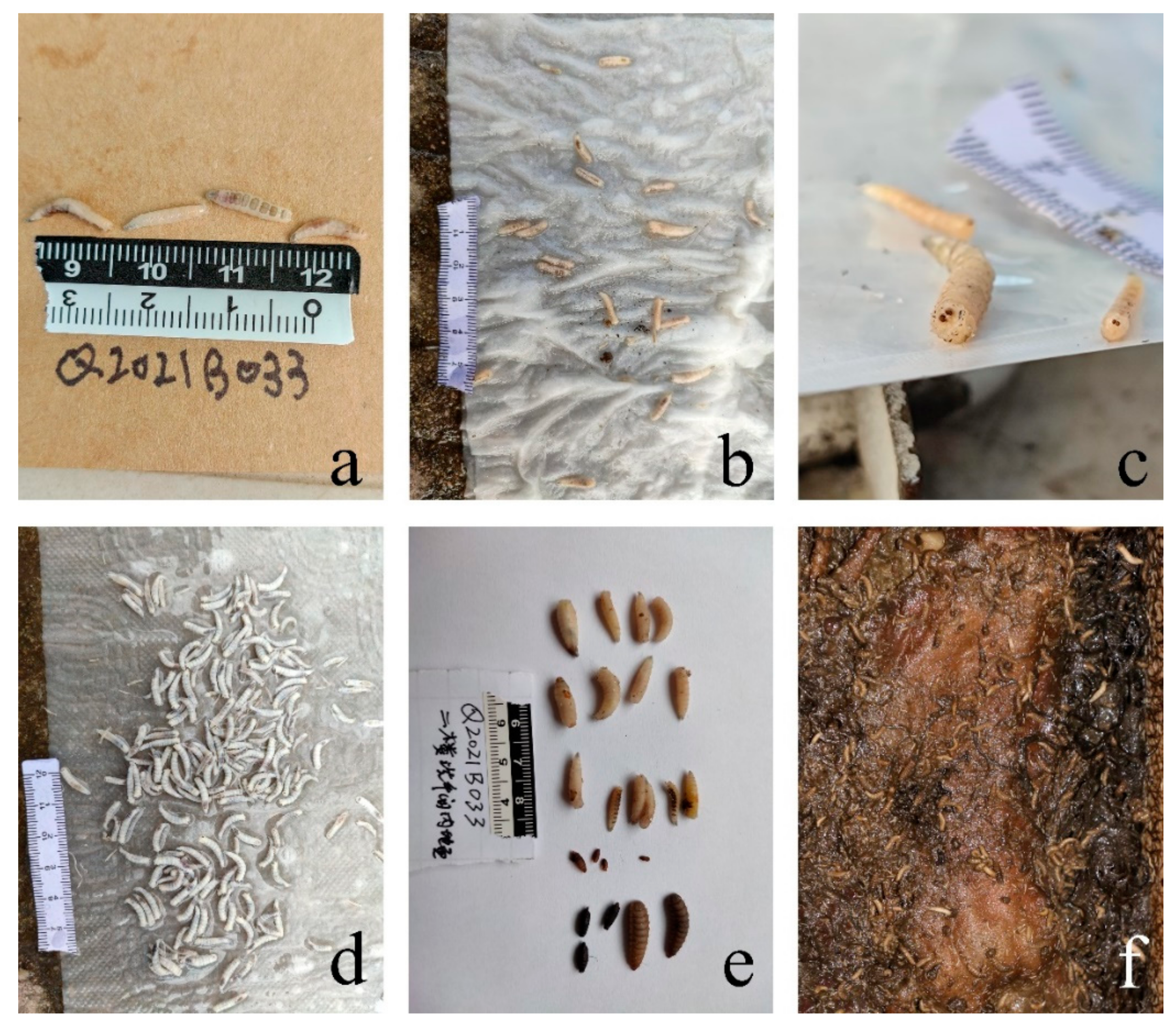 Insects 13 00215 g002 550