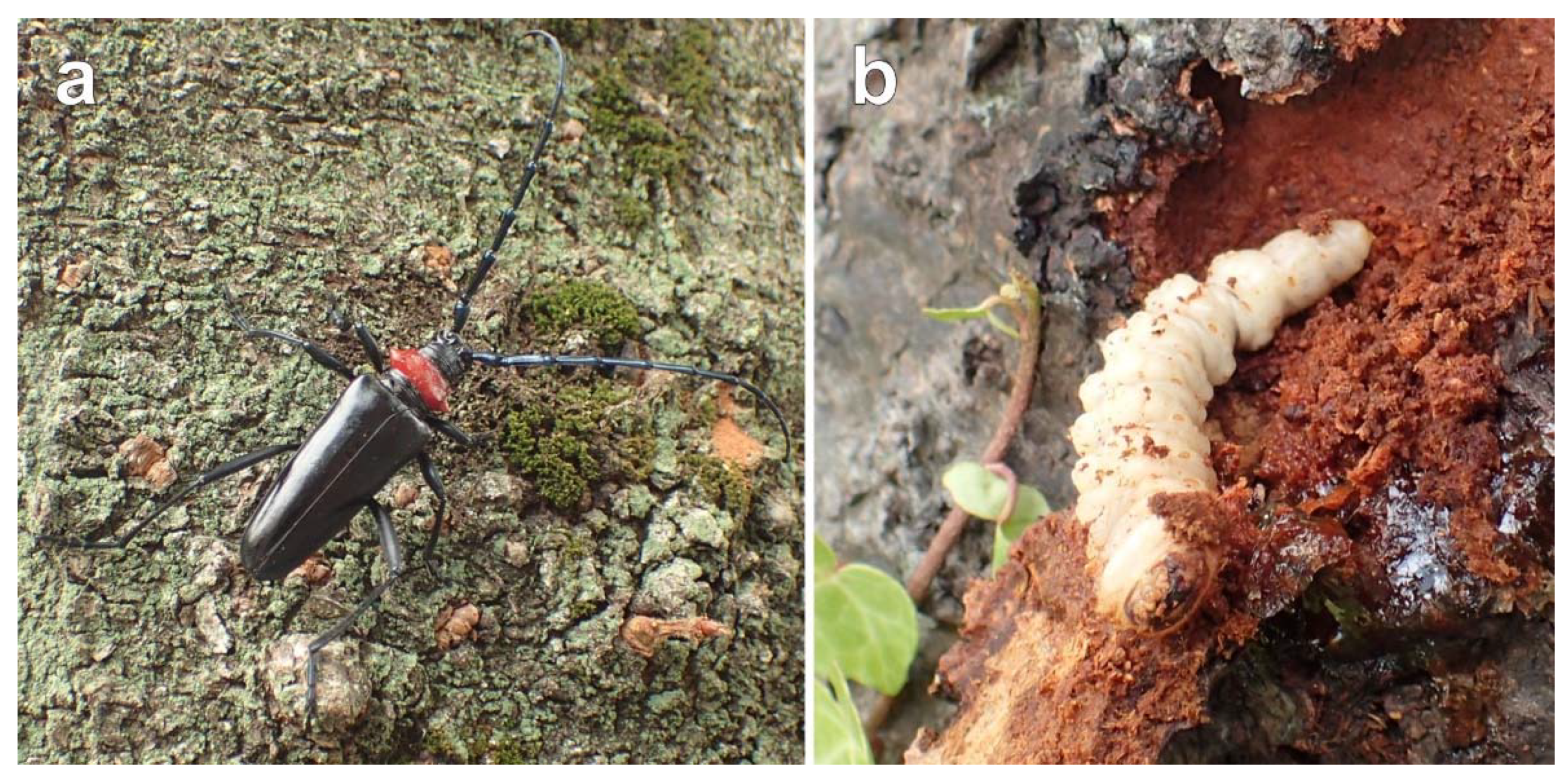 Insects 13 00217 g002 550