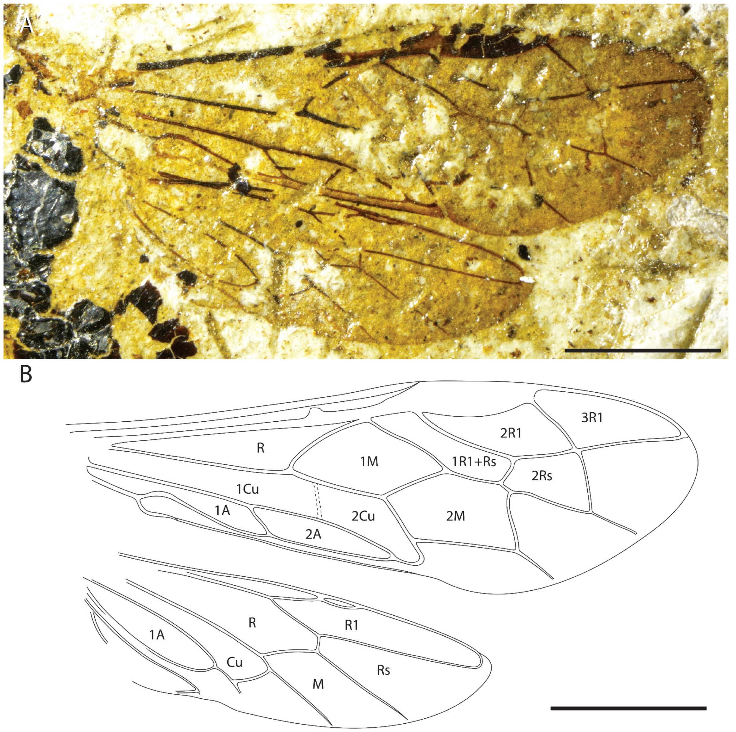 Insects 13 00218 g003