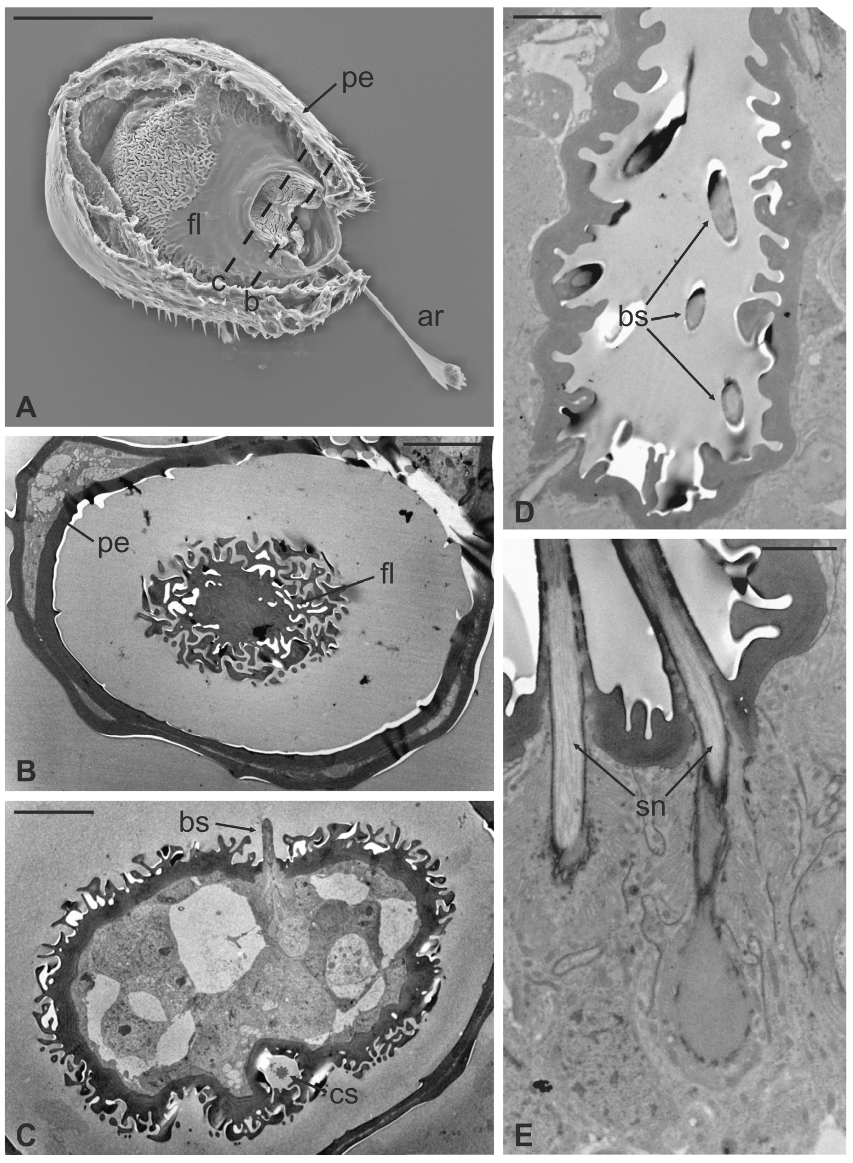 Insects 13 00236 g008 Insects 13 00236 g008