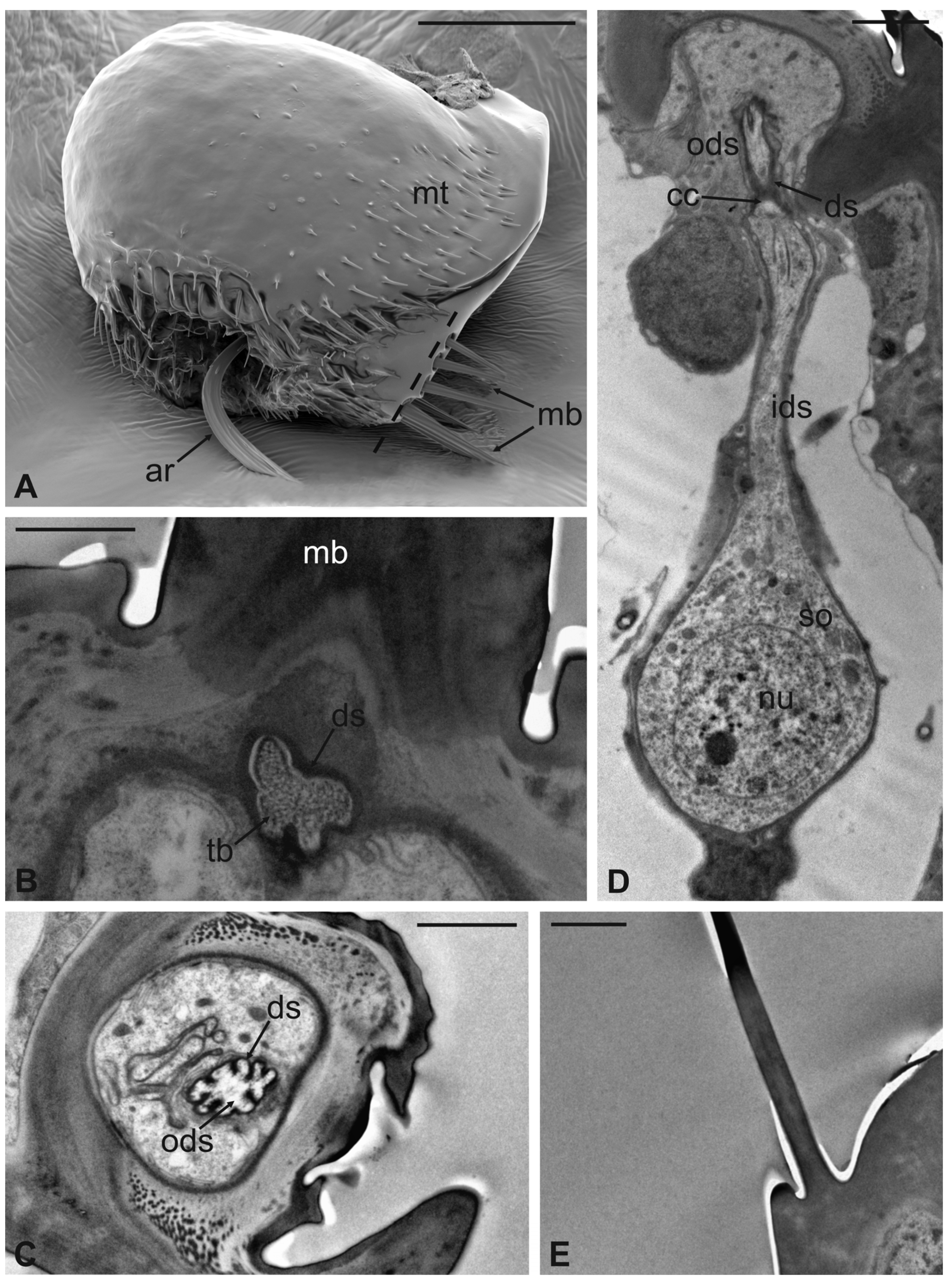 Insects 13 00236 g009 Insects 13 00236 g009