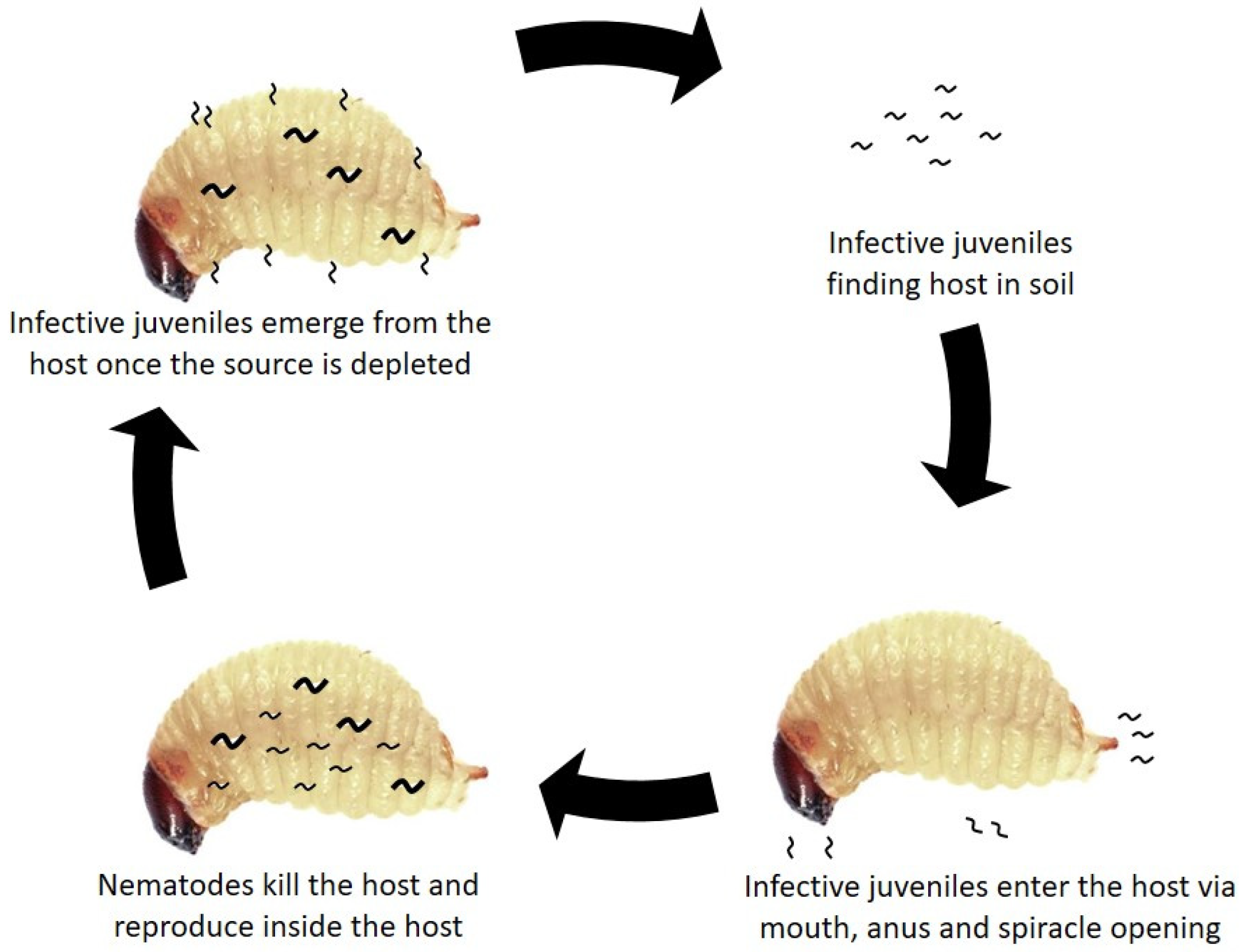 entomopathogenic nematodes