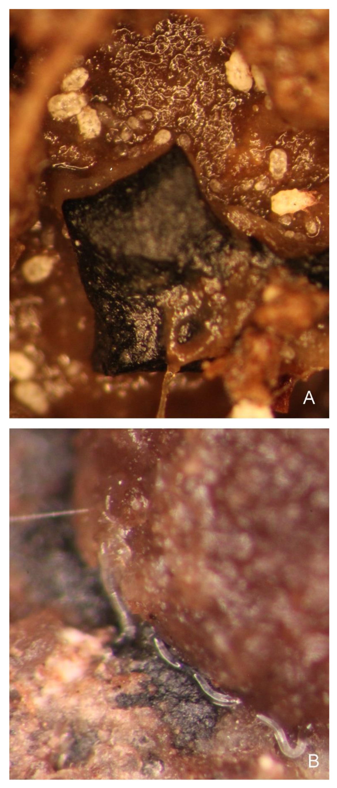 Insects 13 00249 g003