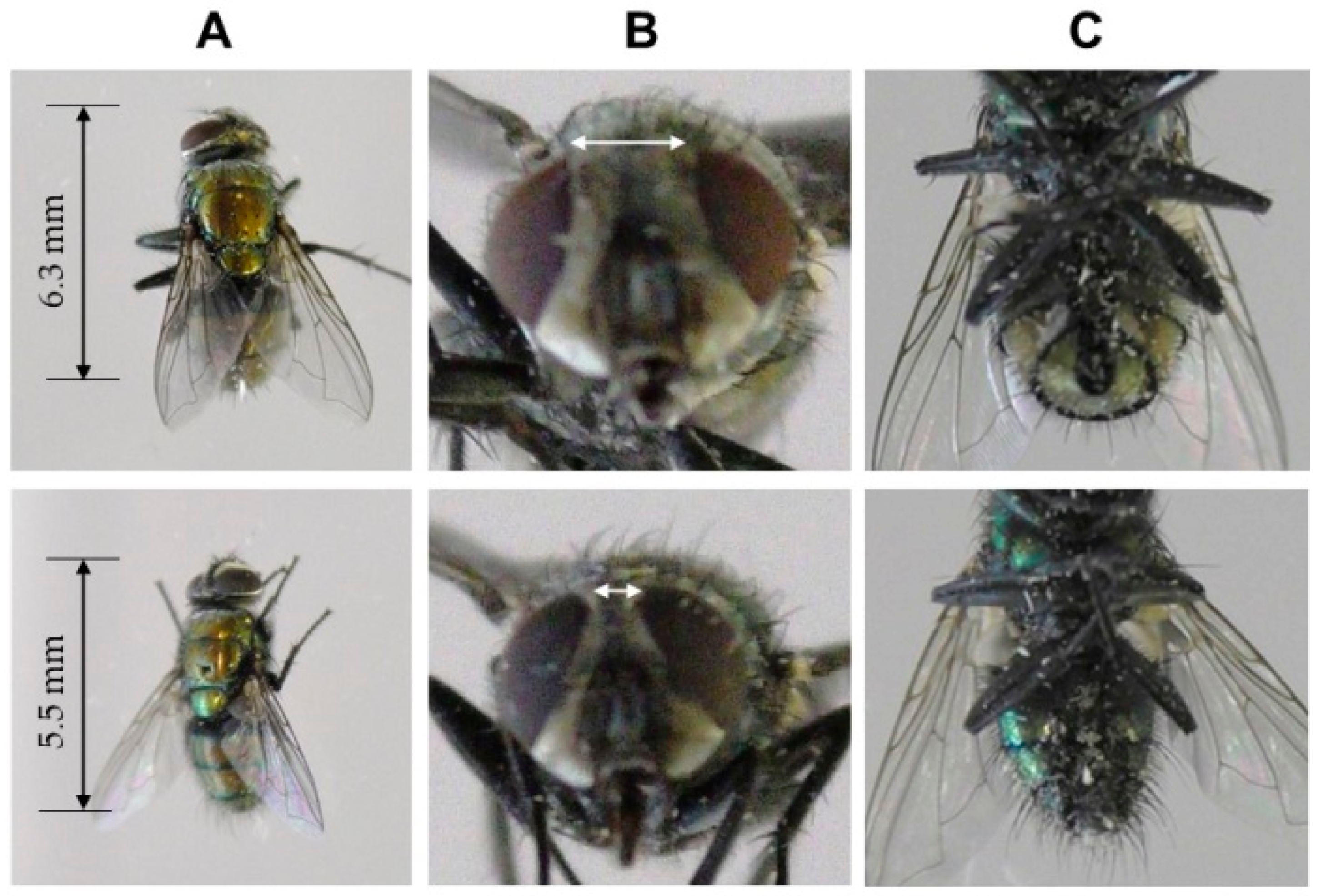 Insects 13 00253 g001