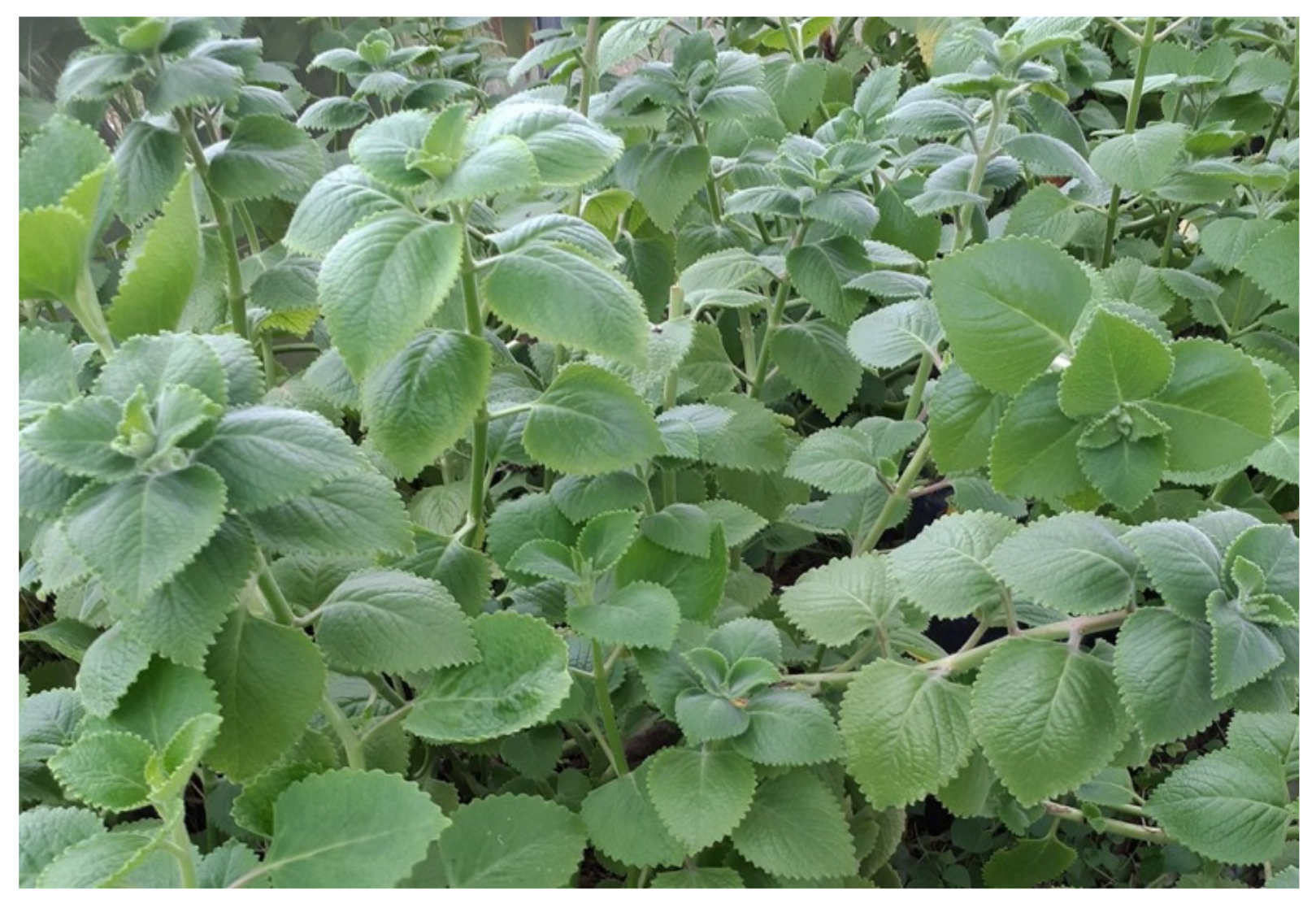 Insects 13 00255 g001 Insects 13 00255 g001