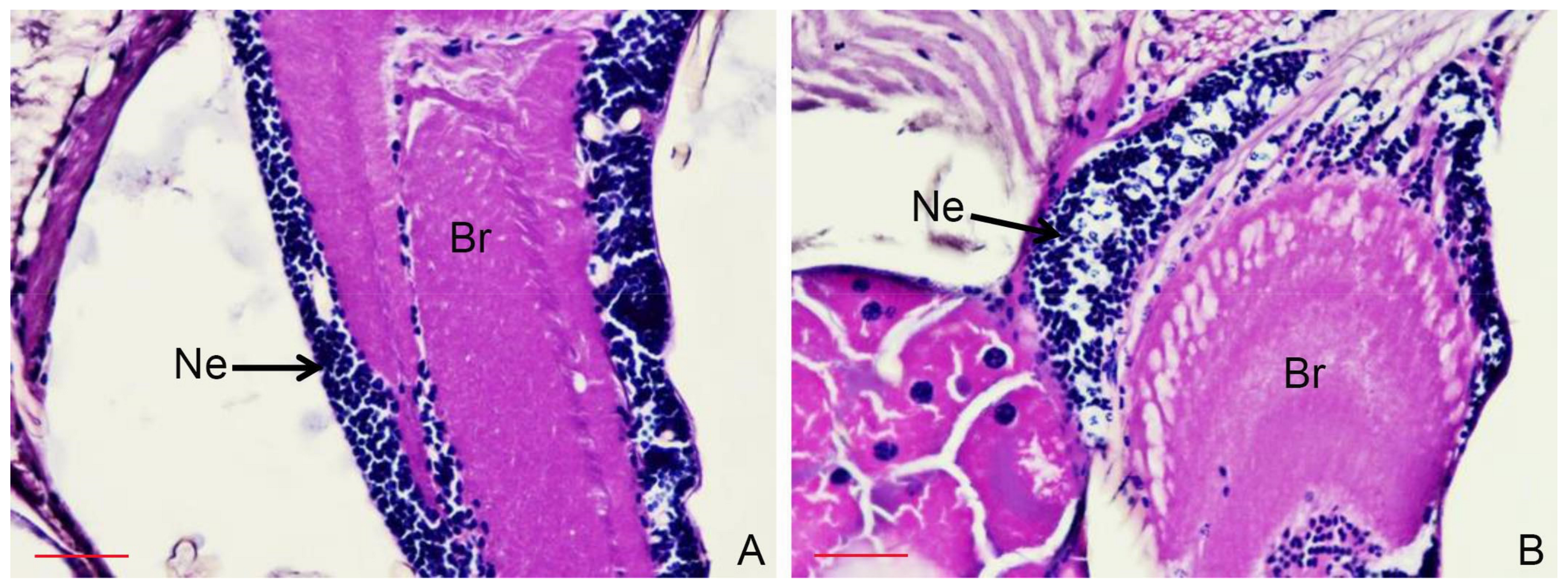 Insects 13 00255 g002 Insects 13 00255 g002